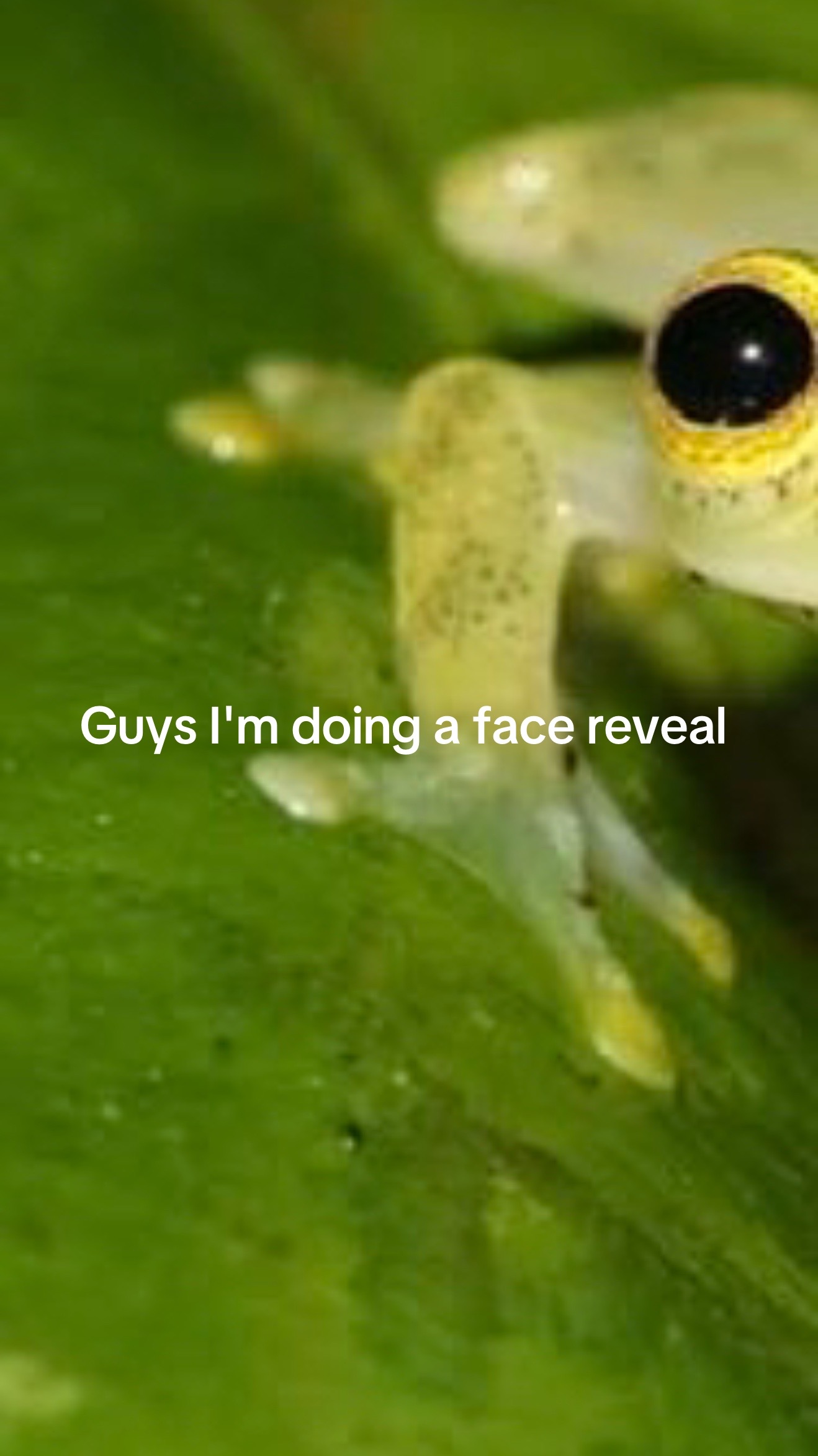@Freddy_theFreakyFrog