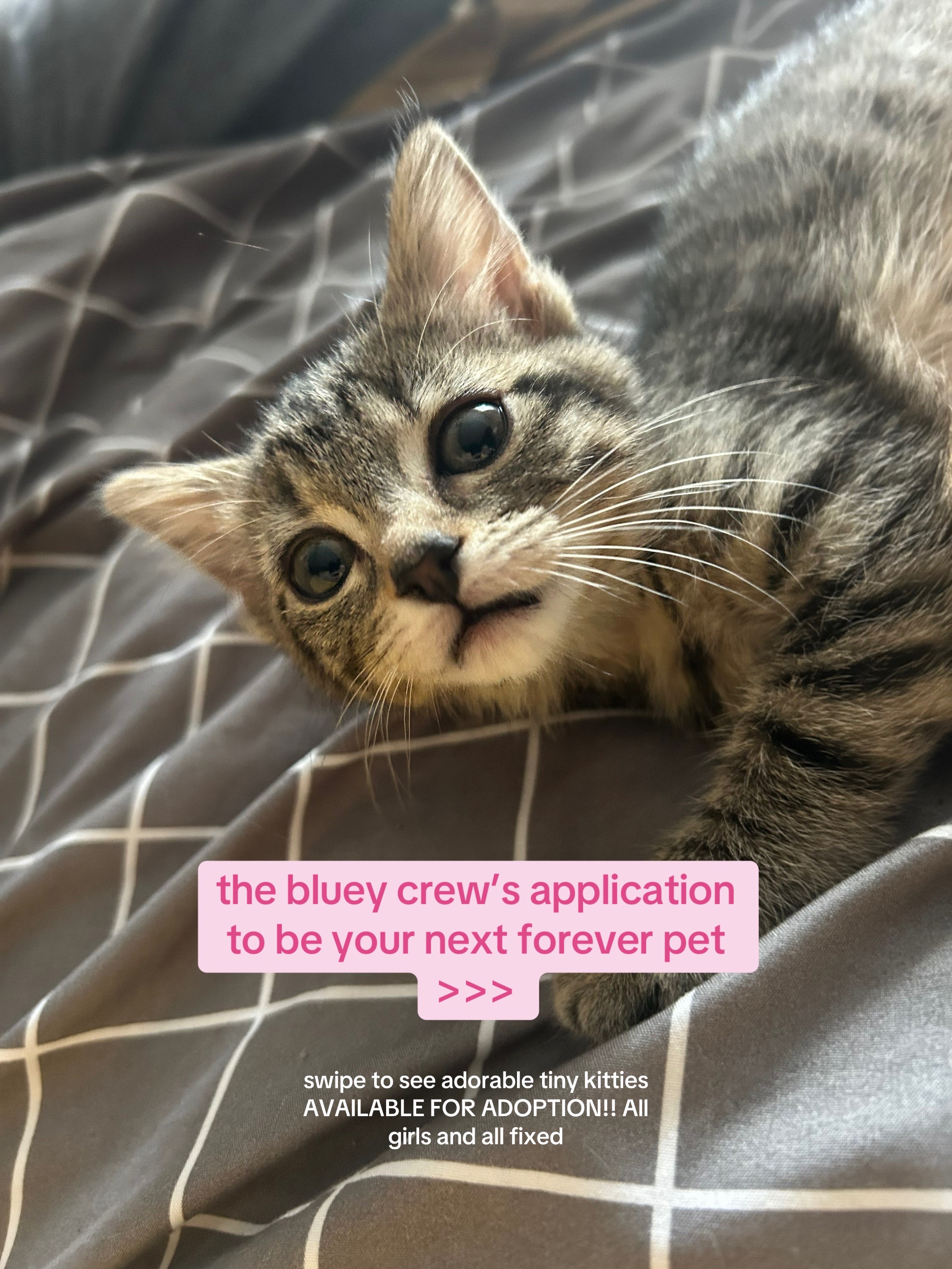 @bink the big orange cat