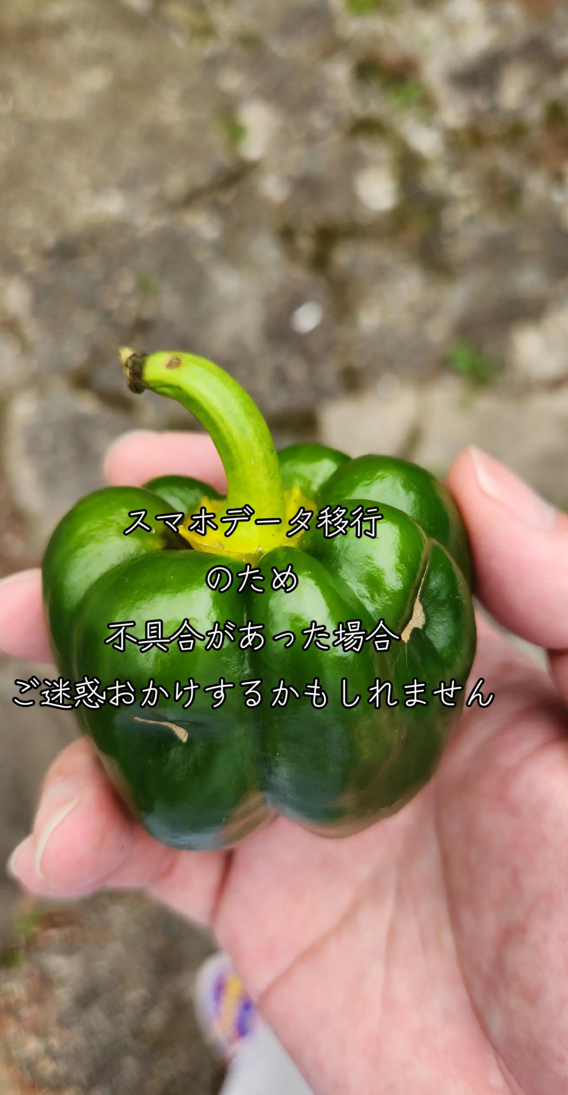 @✠ｱﾘｿﾞﾅ〉ガレｰジ66ペイント𝒉𝒐𝒖𝒔𝒆✠