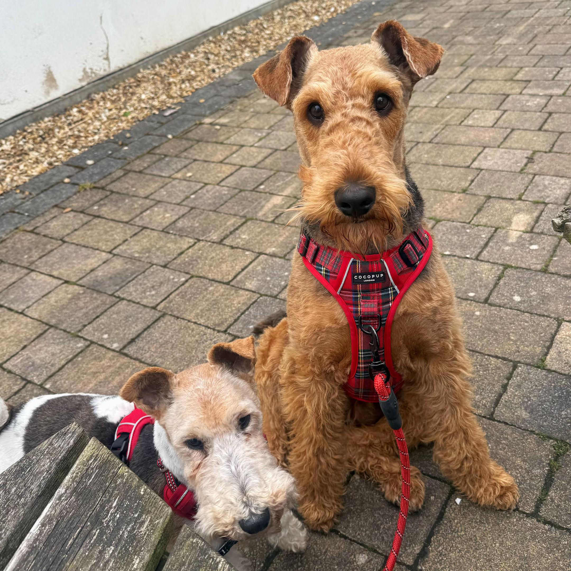 @Thefoxandtheairedale