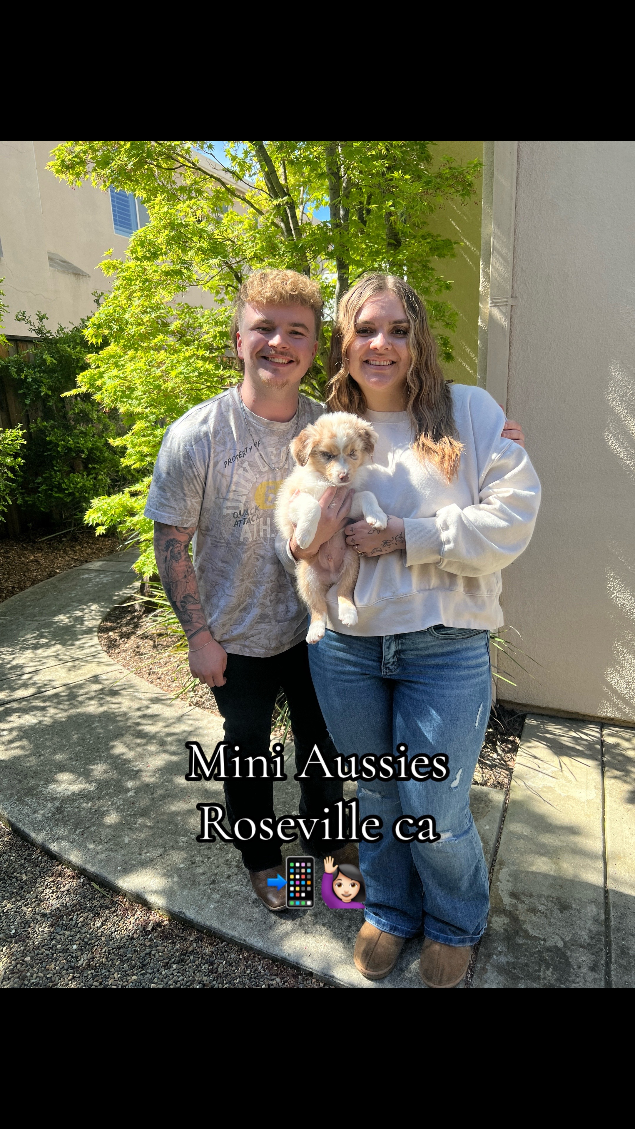 @sacramento__aussies916