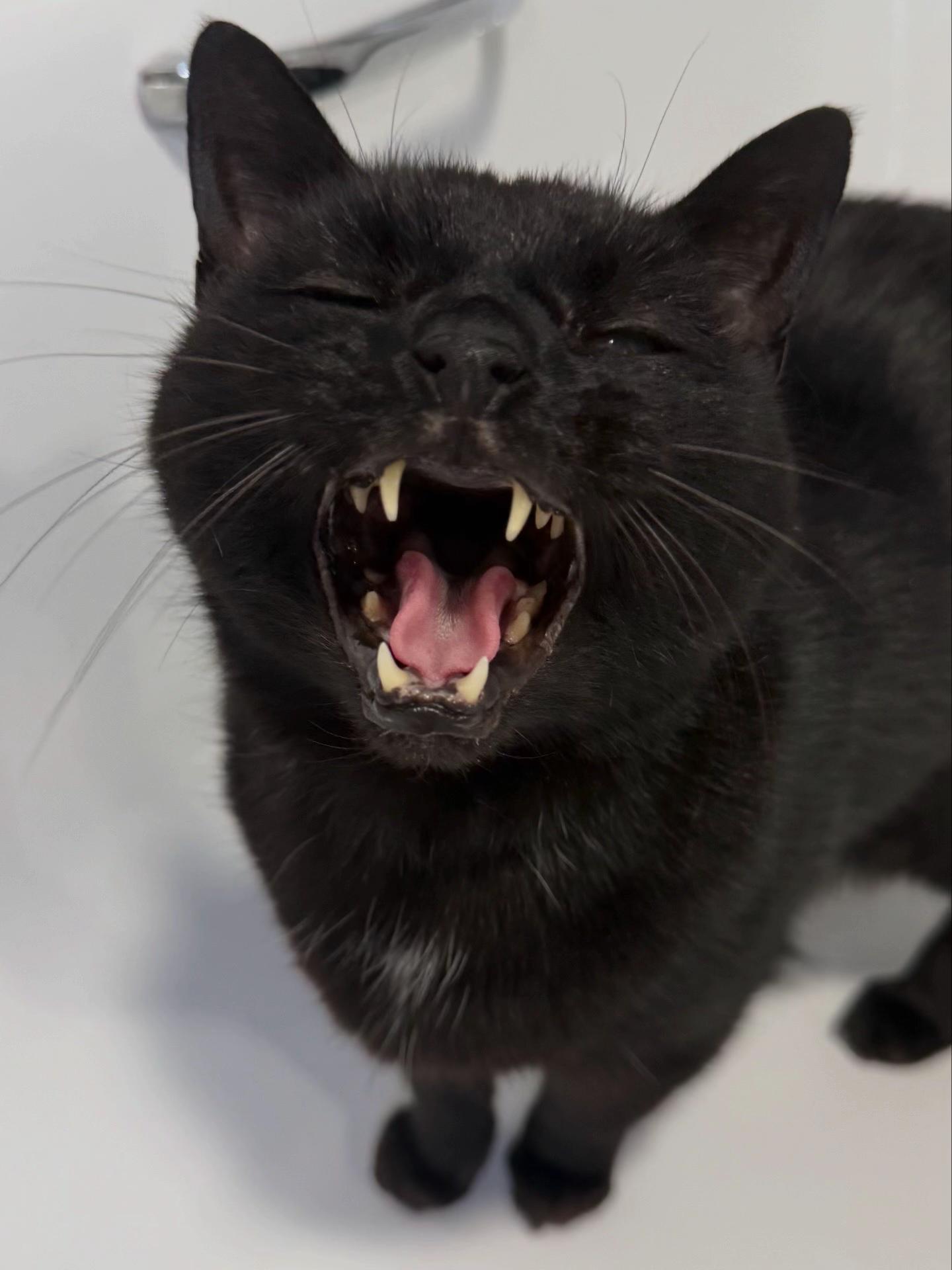 @Teefie_tribe 🐈&zwj;⬛🐈&zwj;⬛🐈🦷🦷