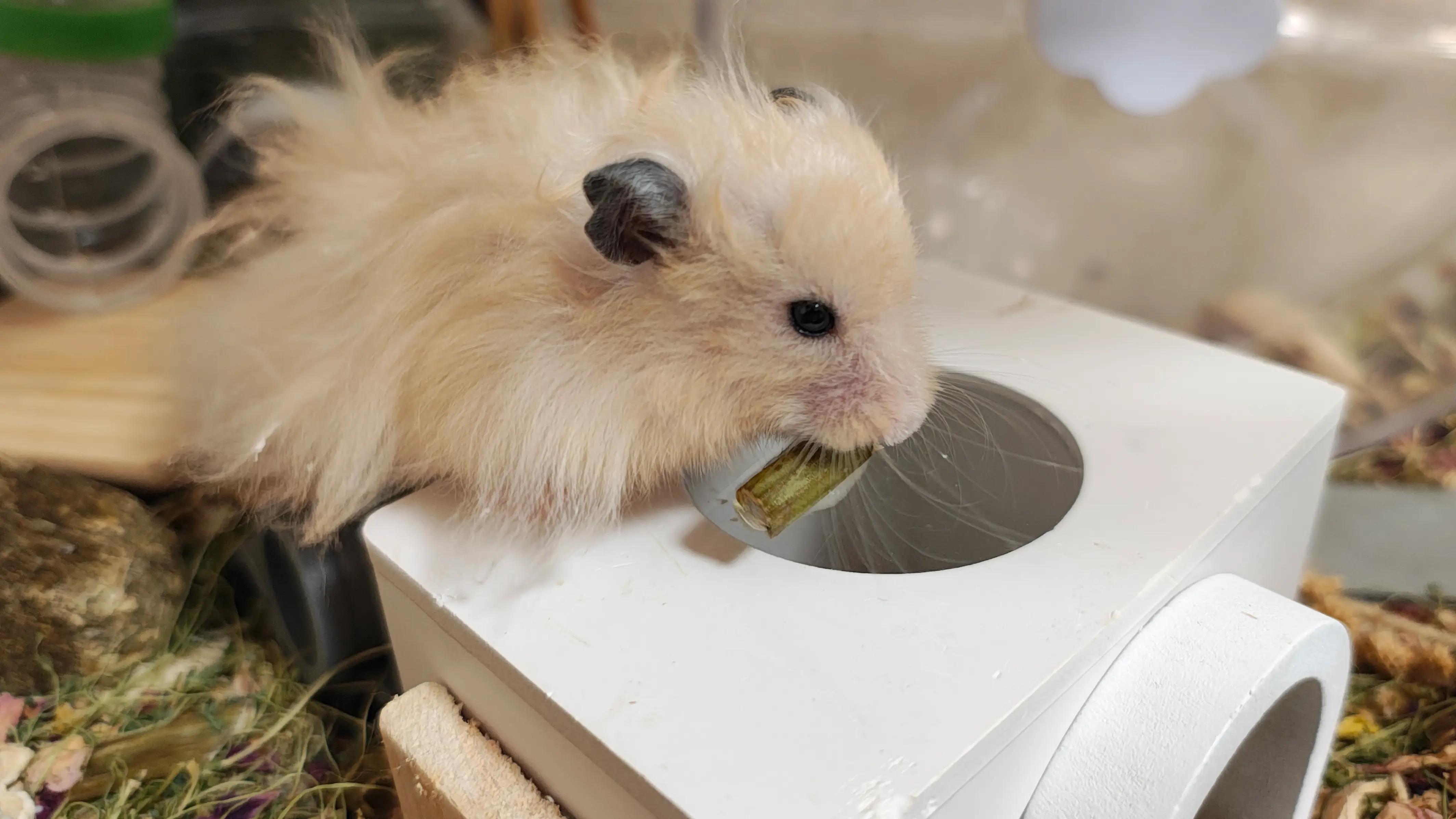 @モチキン🐹