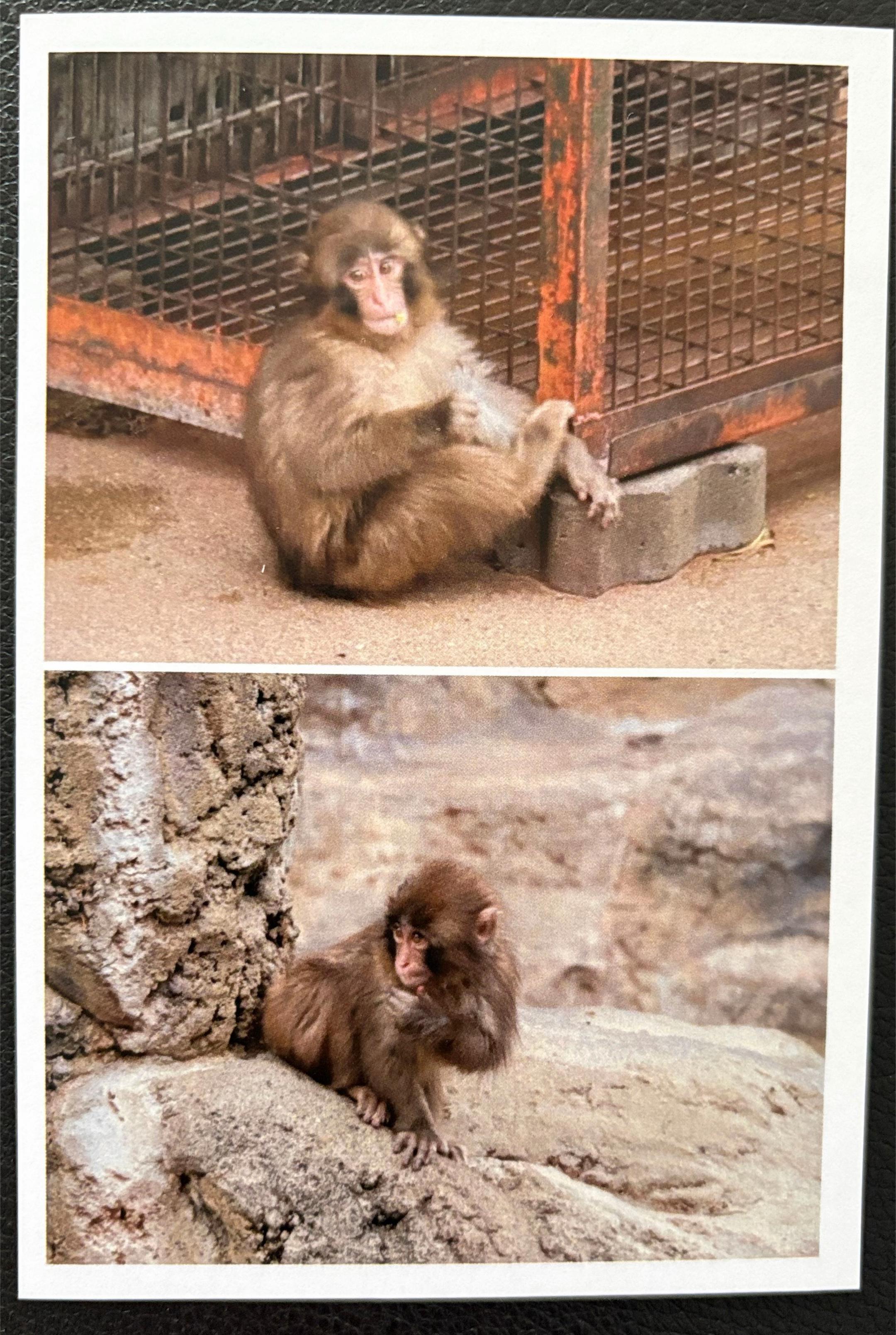 @✨パンチ🐵PUNCH👊✨