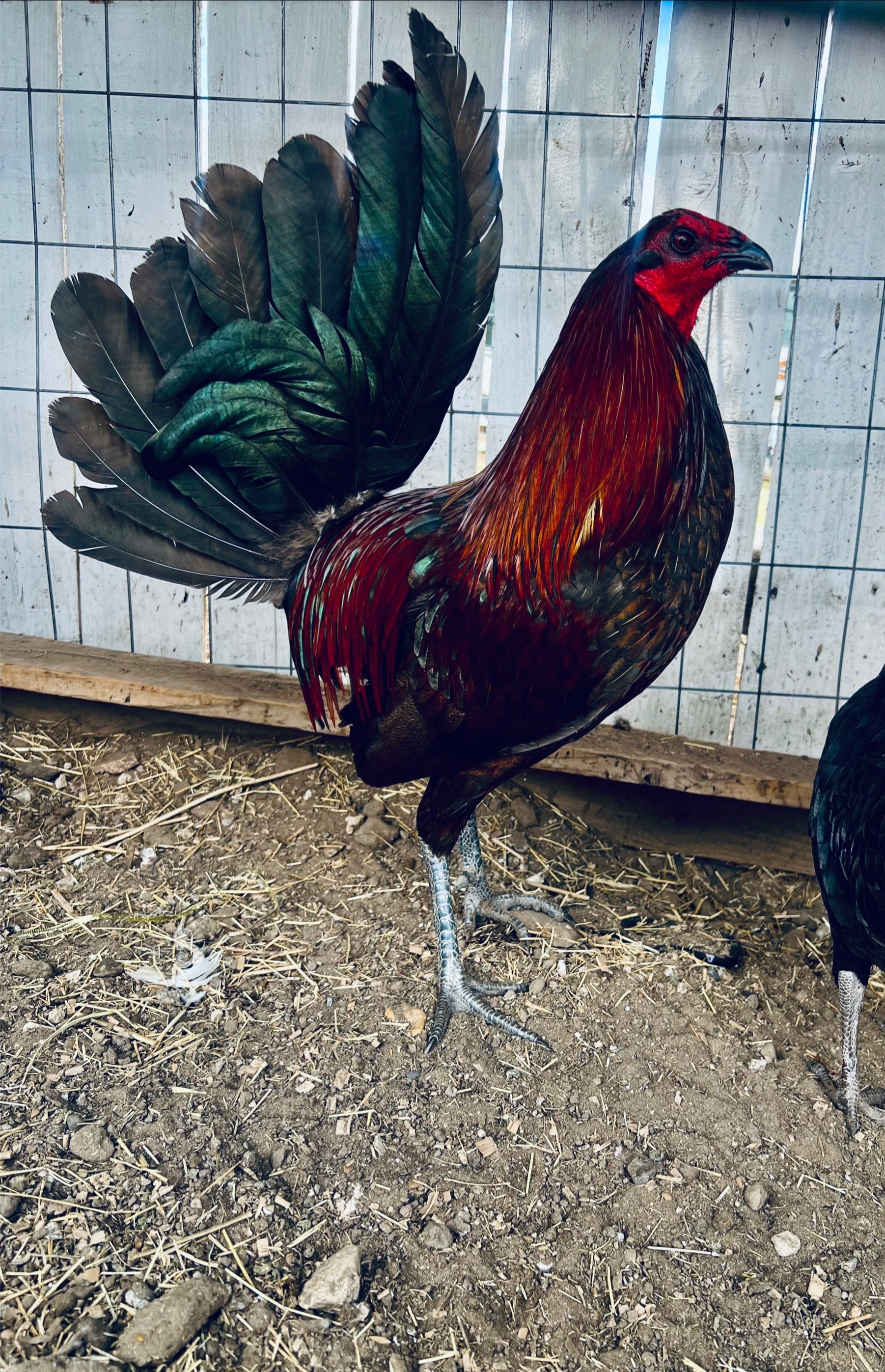 @Venturas mug gamefowl
