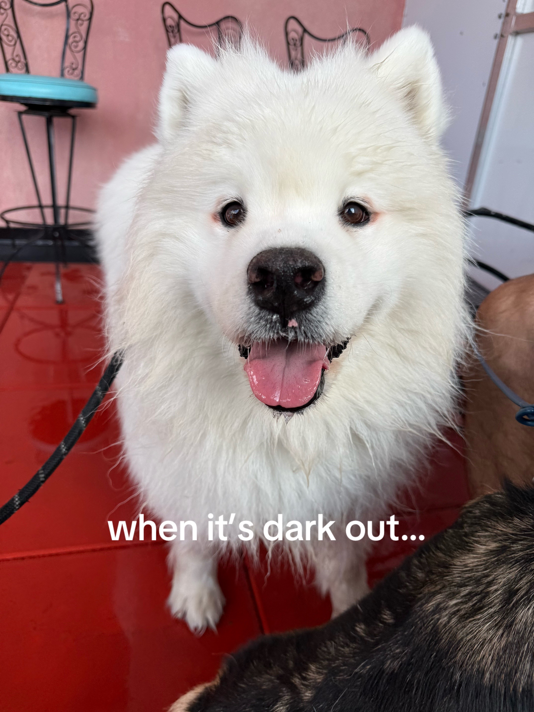@Biff the Samoyed