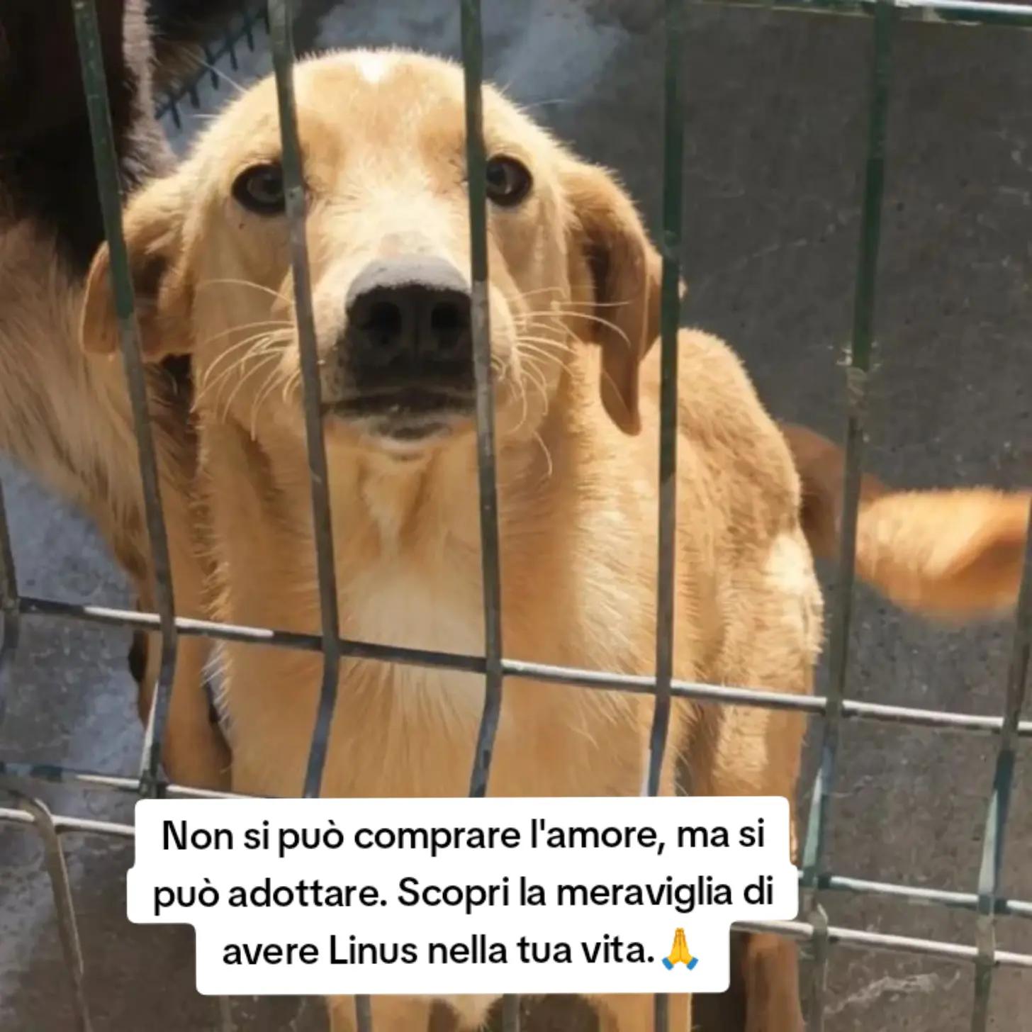 @Pina Rossignuolo