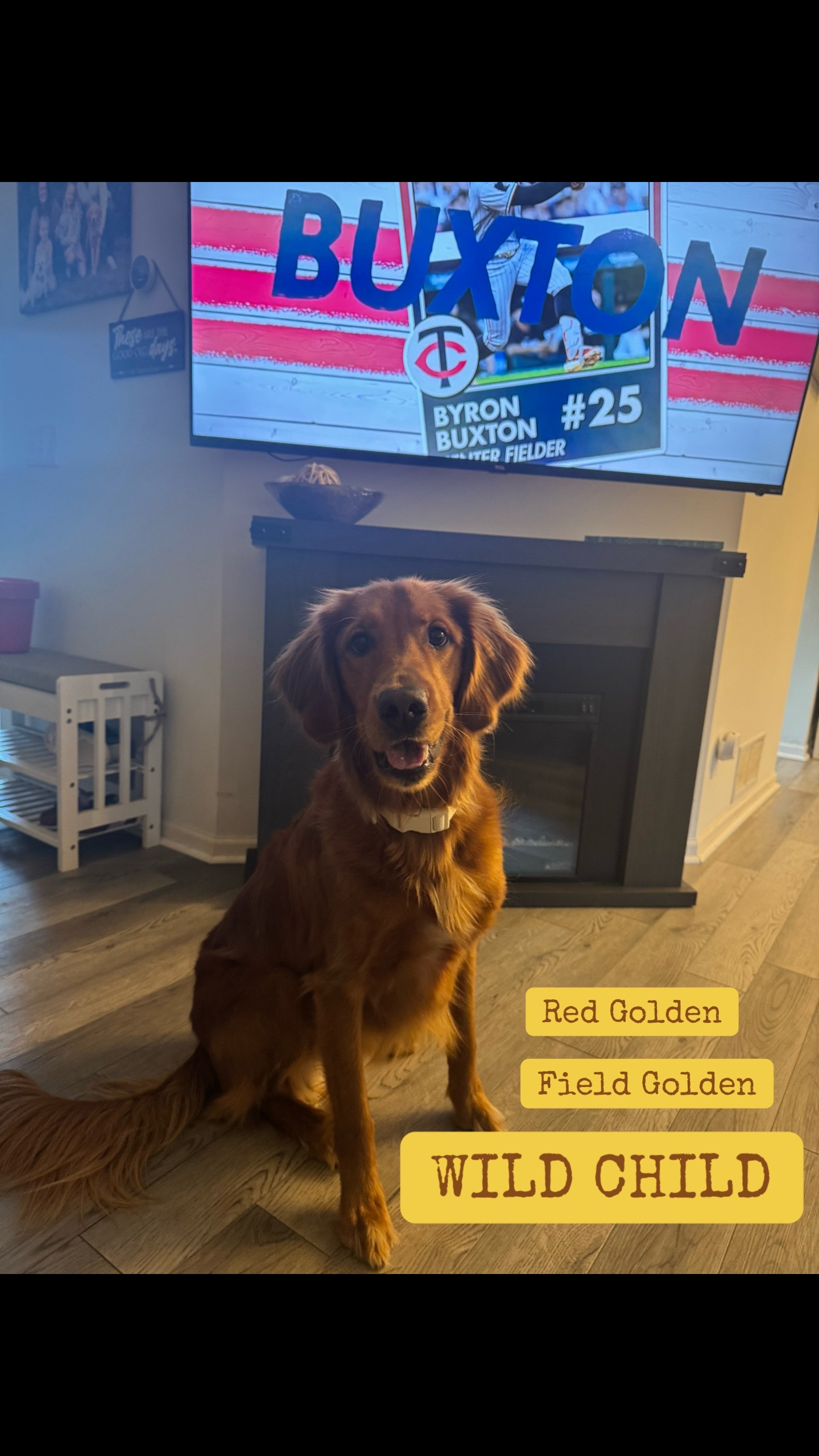 @Golden Life 💛 🐾