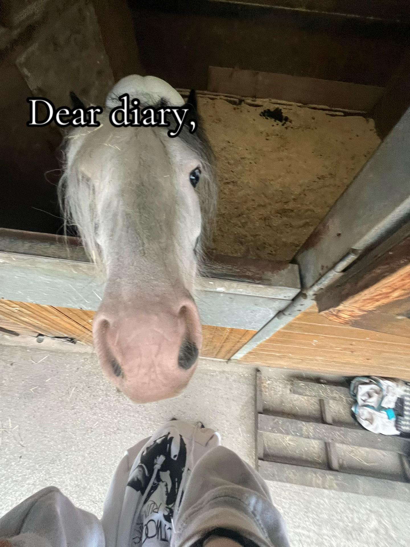 @Emilyy🐎🐴💗