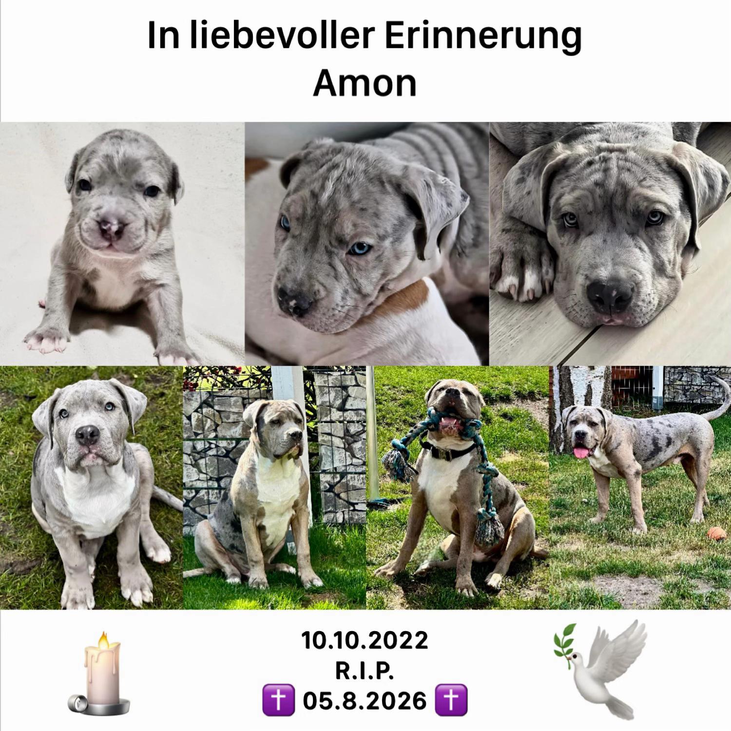 @Balder.Bulls.Kennel