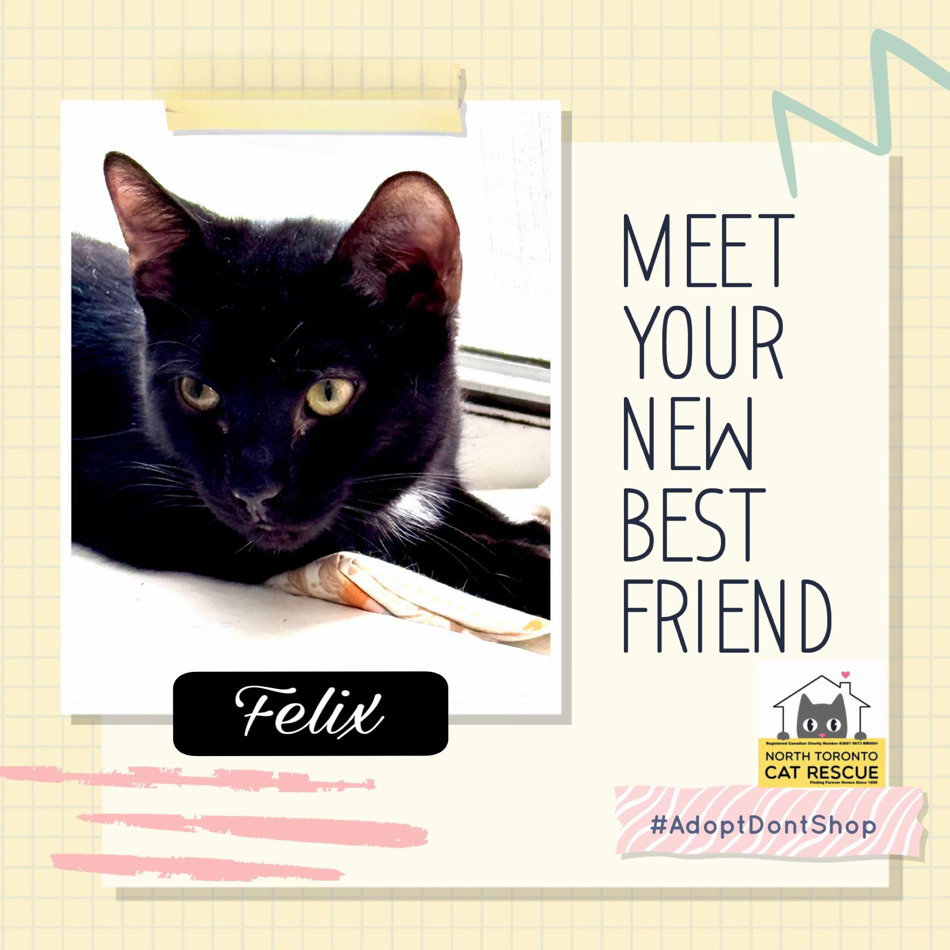 @North Toronto Cat Rescue