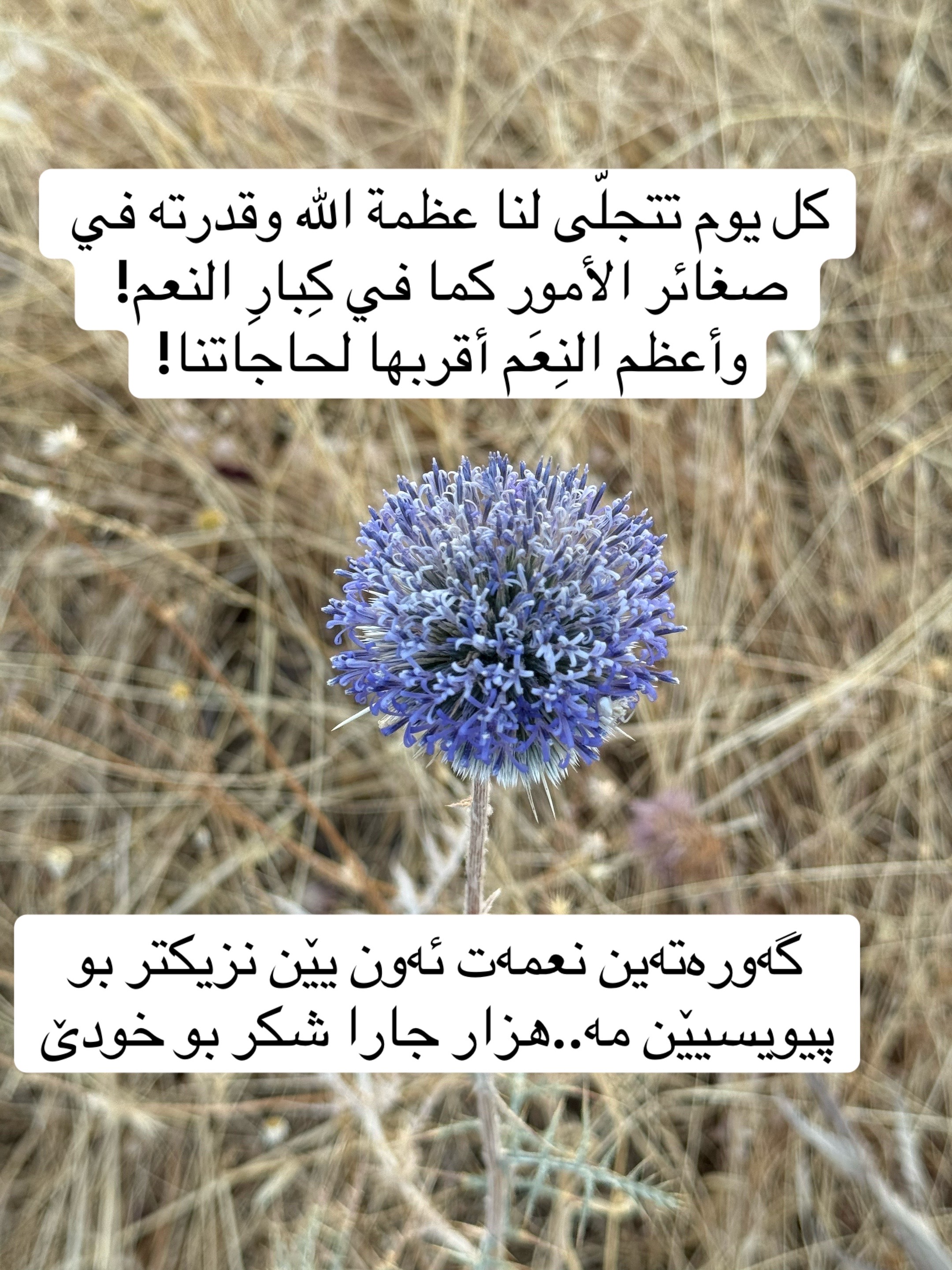 @Zaid Brifkani MDزيد بريفكاني