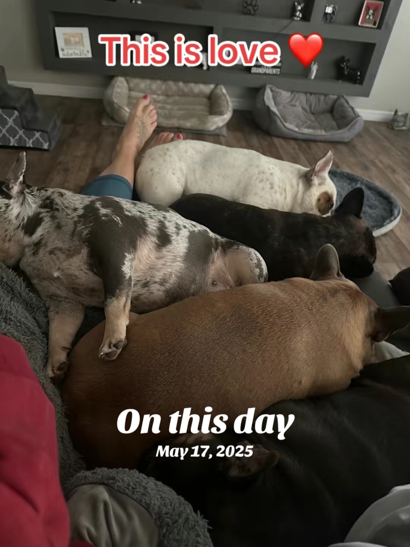 @Crazy4Frenchies