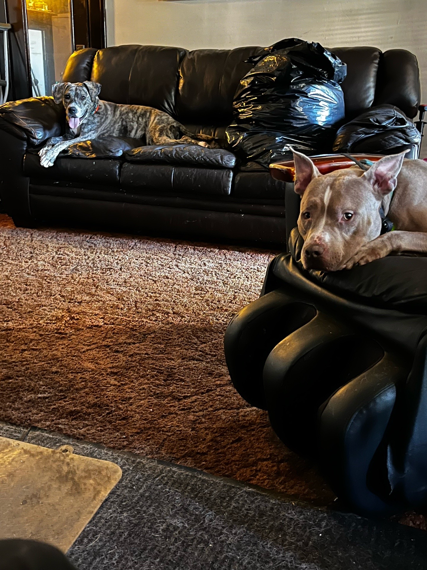 @Jay TheDog Trainer