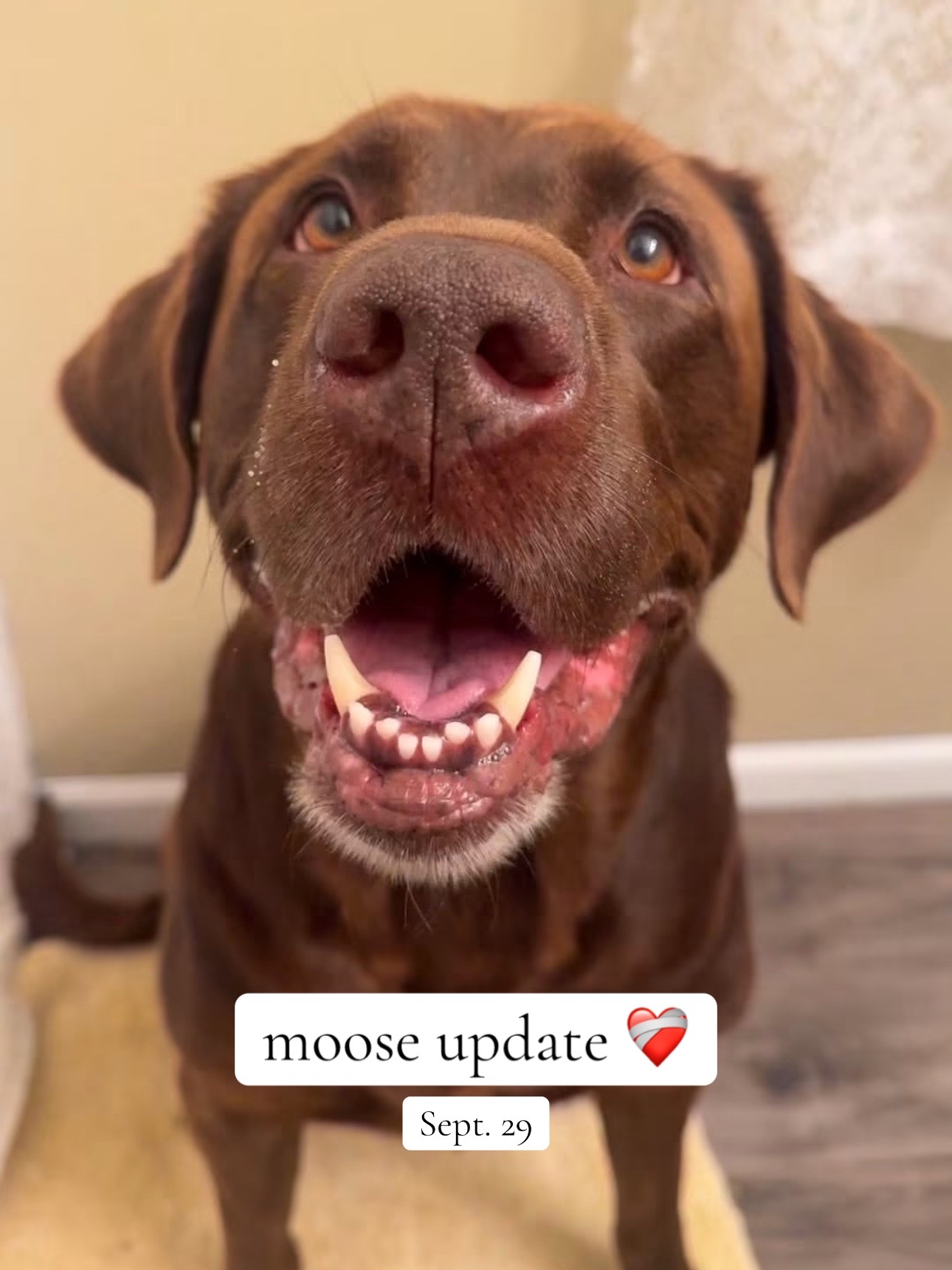 @Mel & Moose 🤎🐾