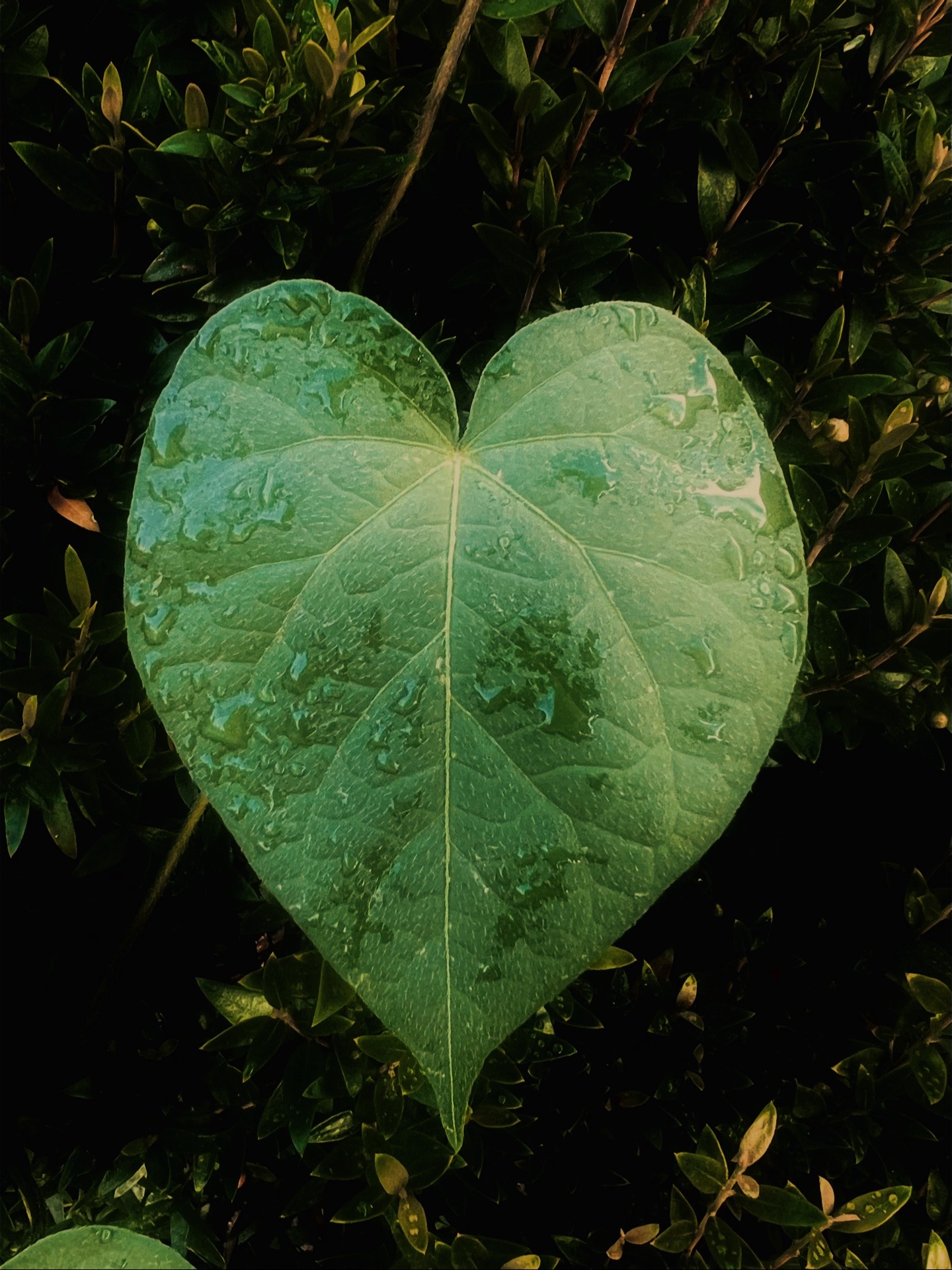 @greenembryo