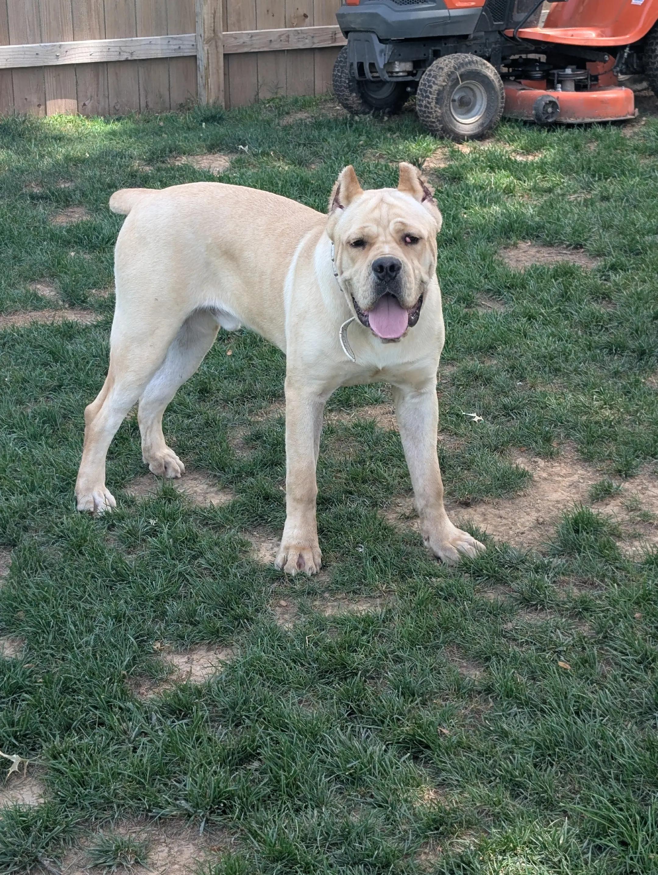 @BOOTHEEL CANE CORSO