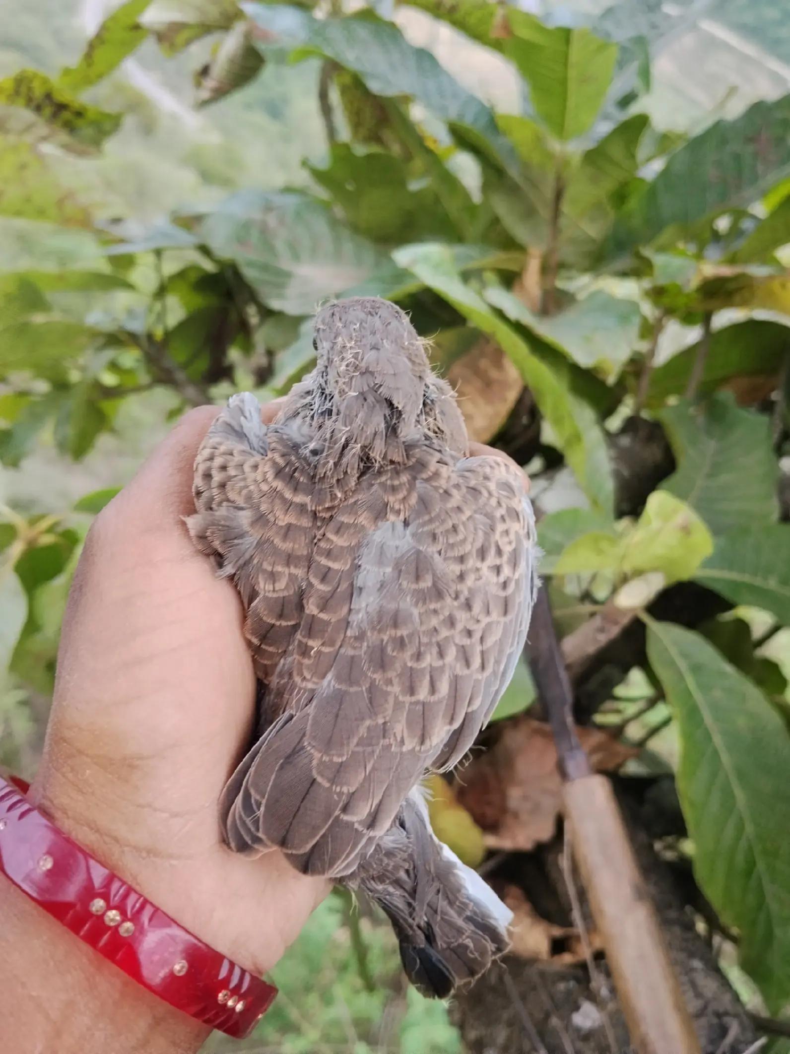 @ruksu