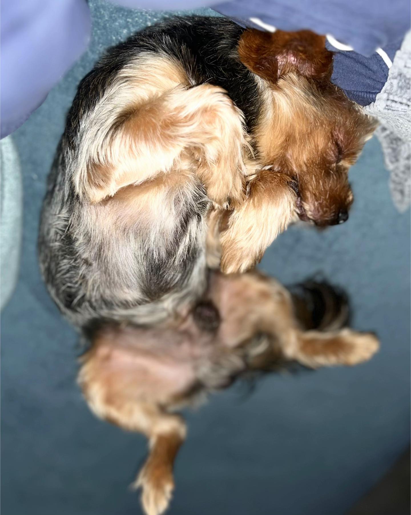 @🐶 Ginger 🐶