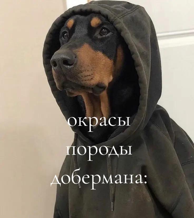 @🐾доберман бруно🐾