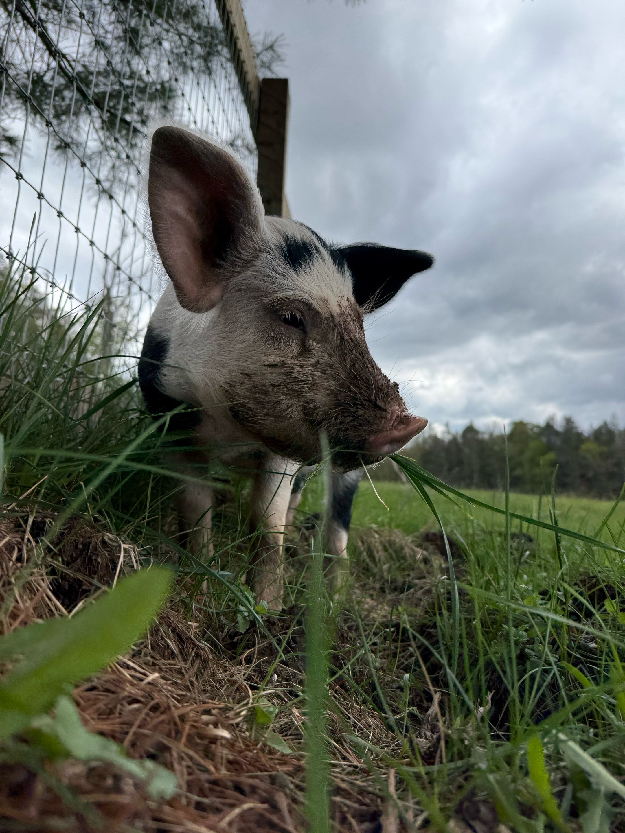 @Arthur&rsquo;s Acres