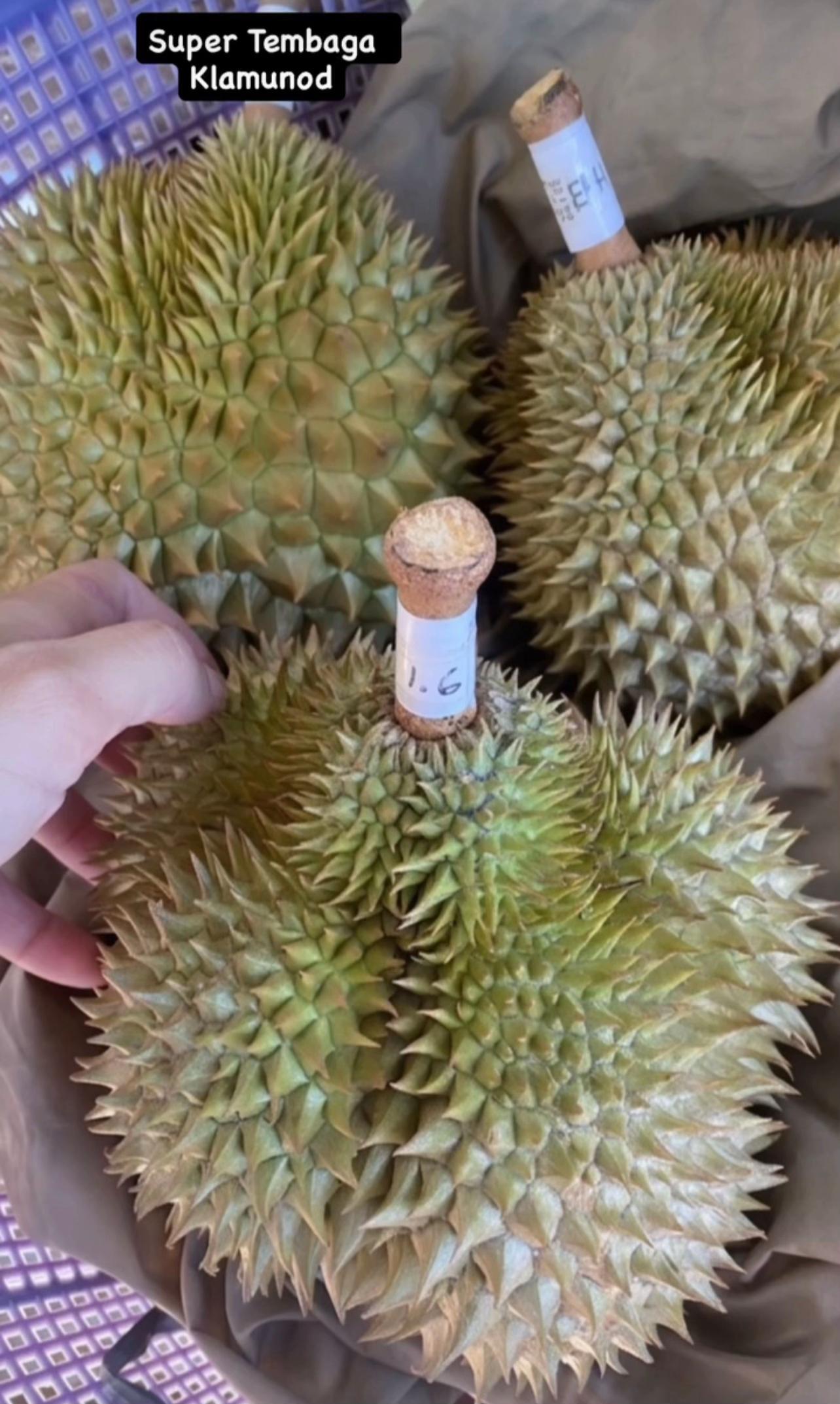 @Cicip Durian