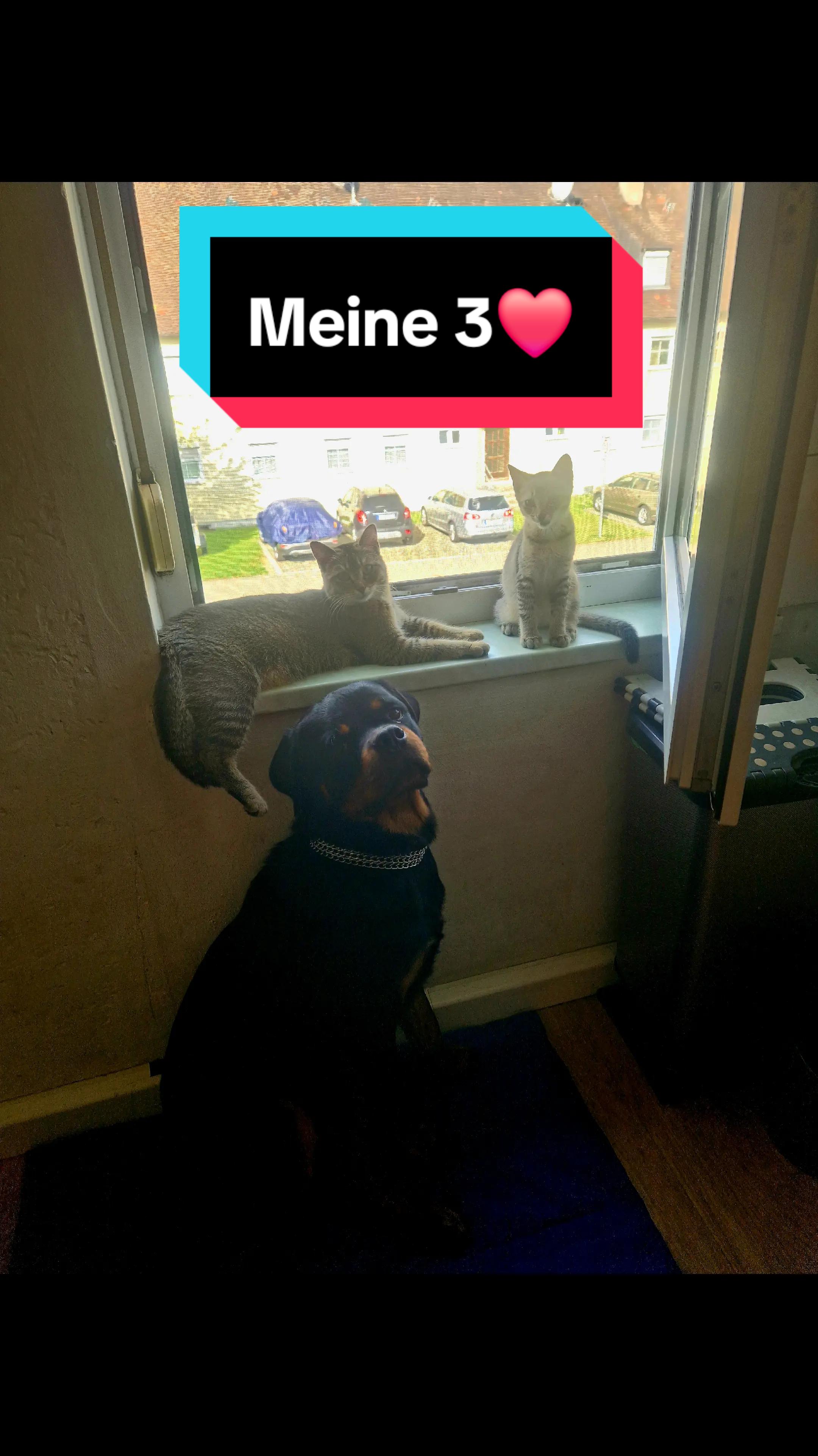@Loki der Rottweiler