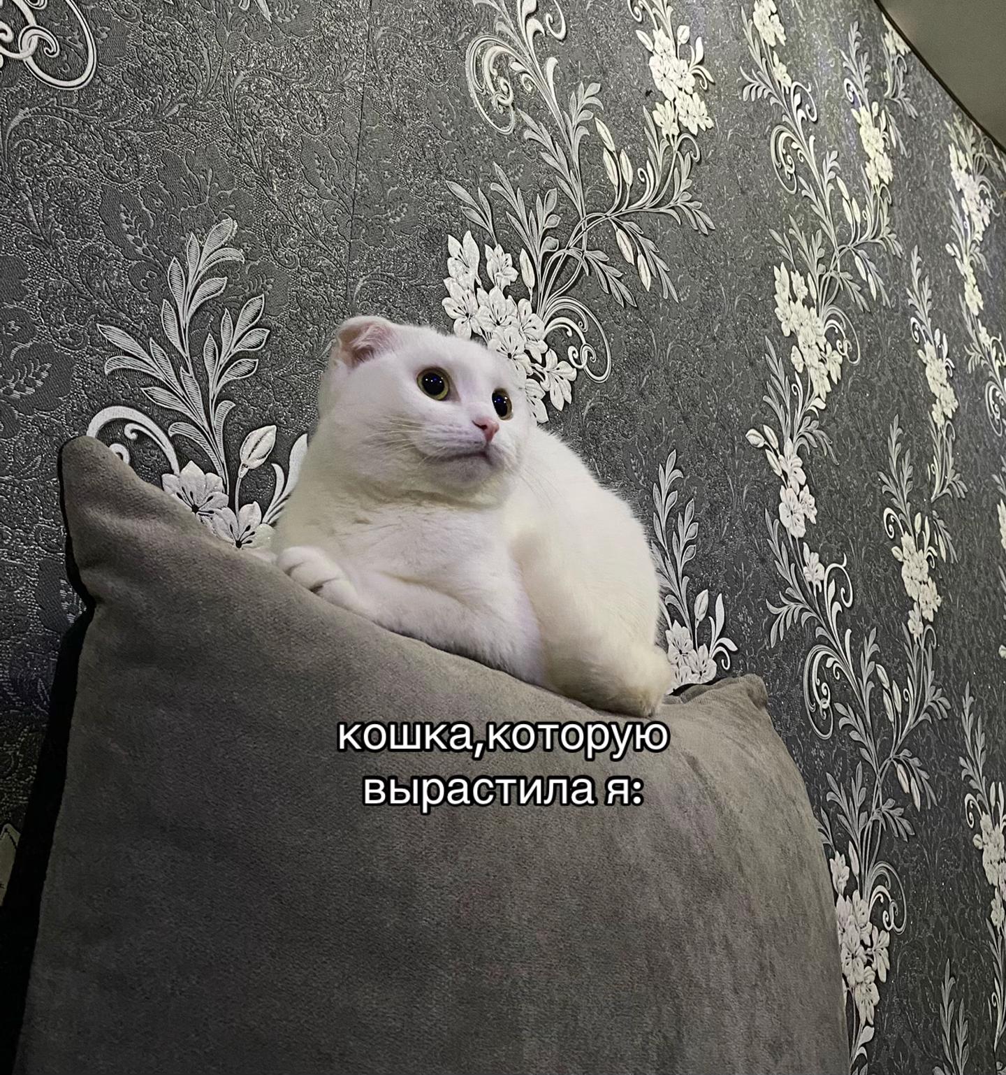 @аливия