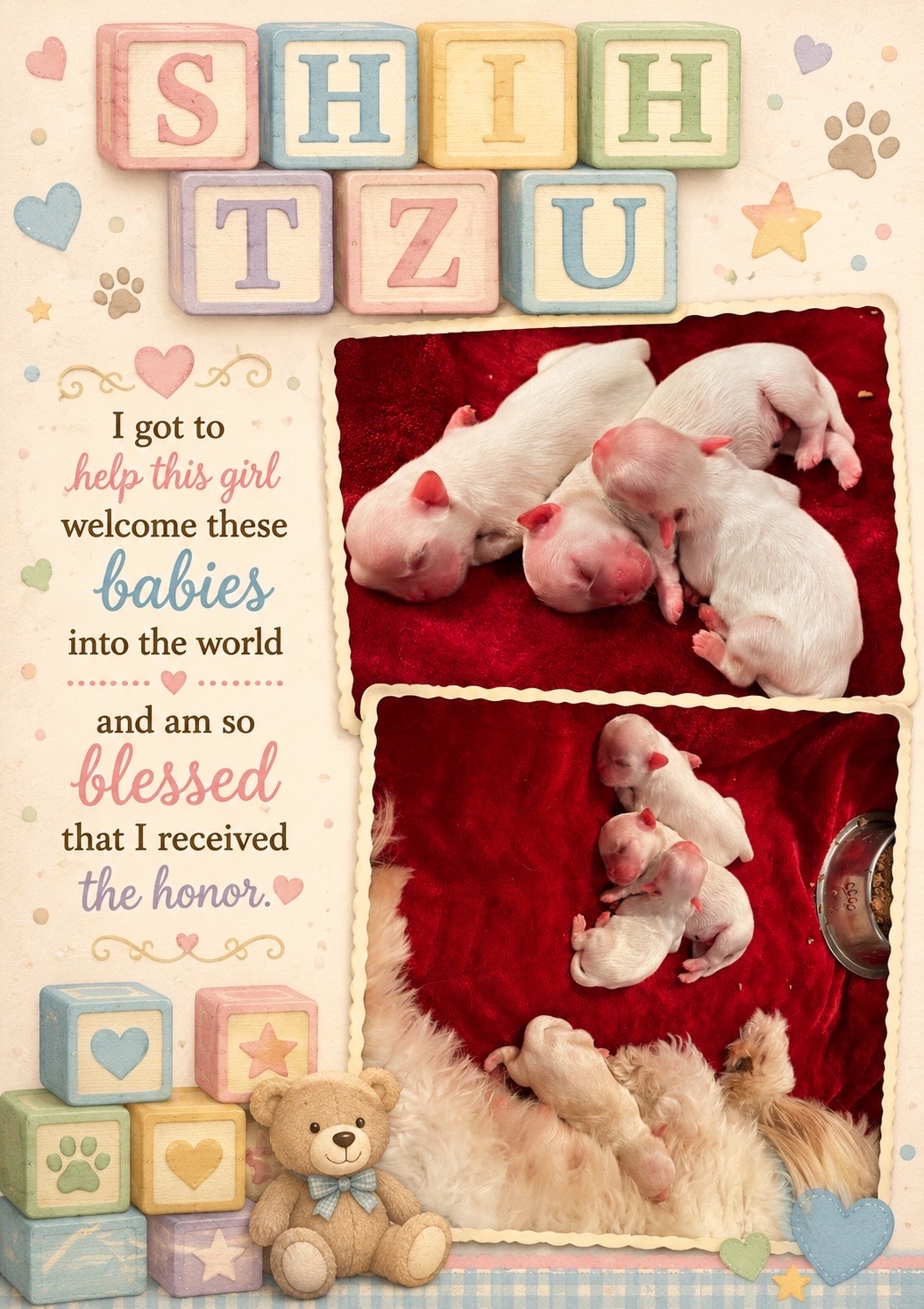 @Twilight Shih Tzu