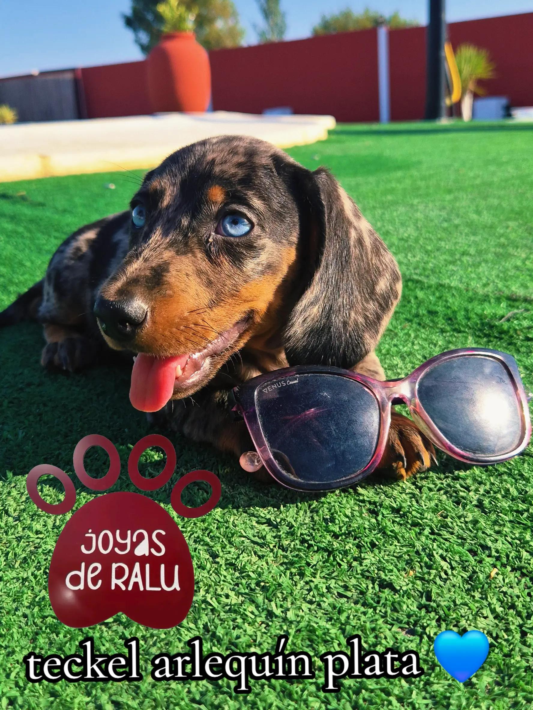 @joyas de ralu