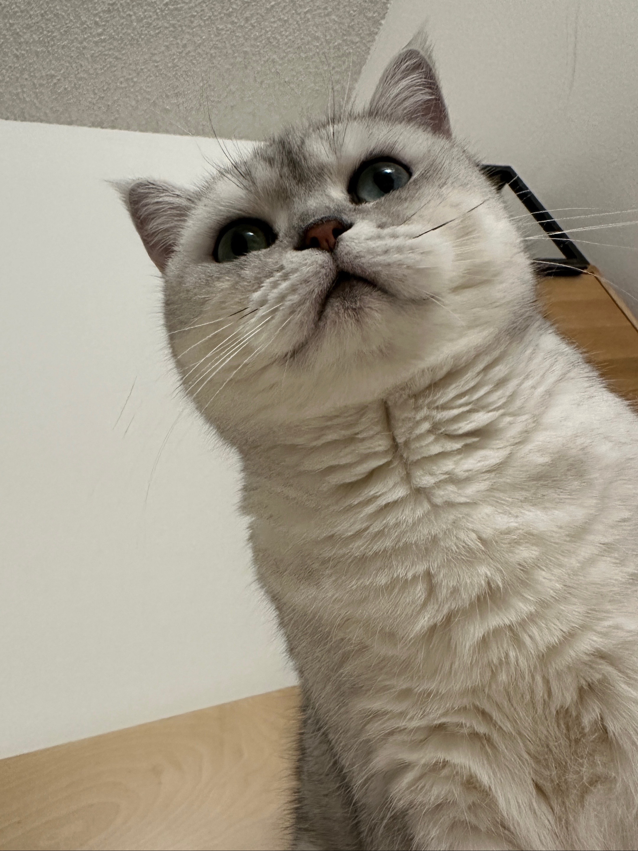 @riceballmeow88