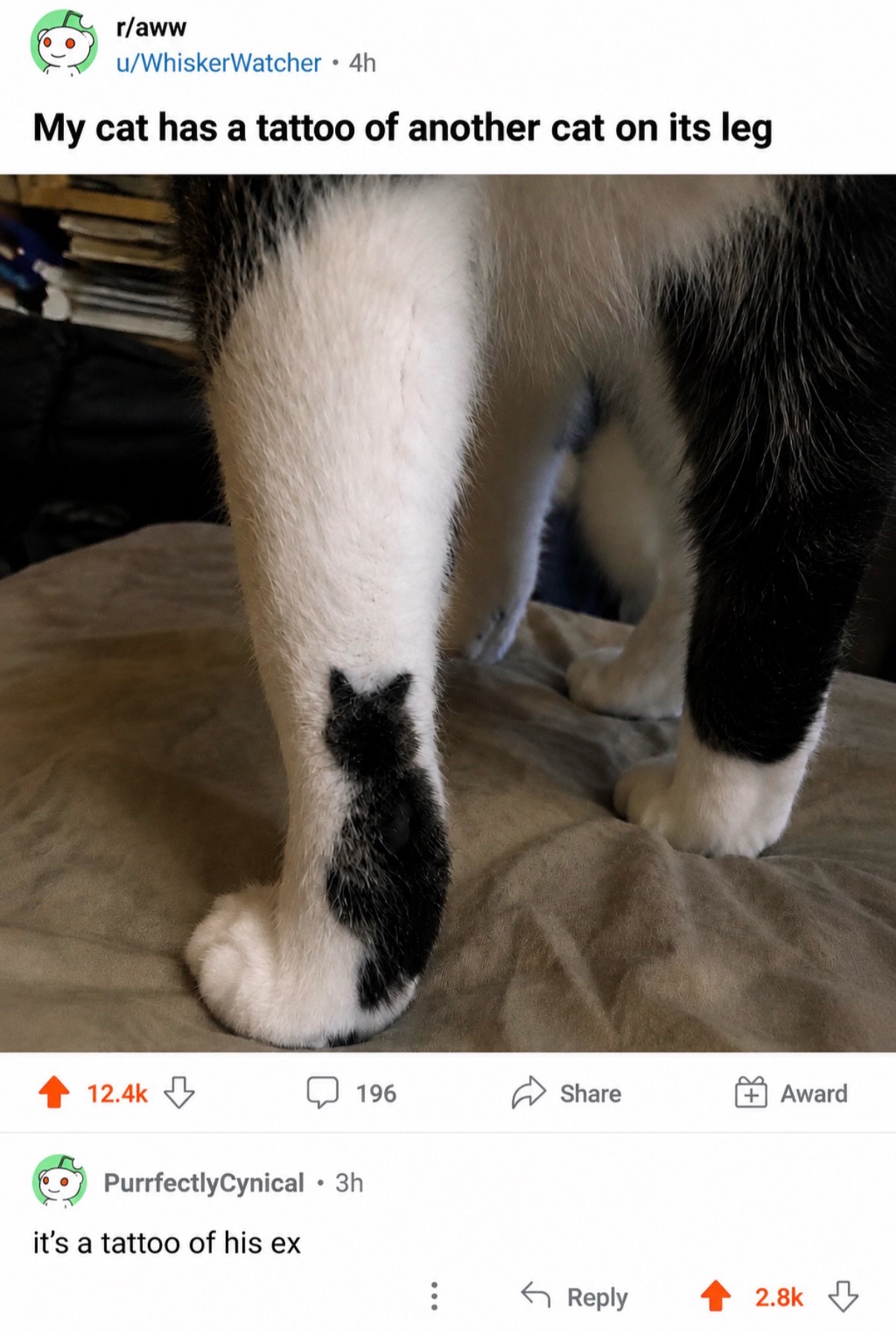 @cat memes