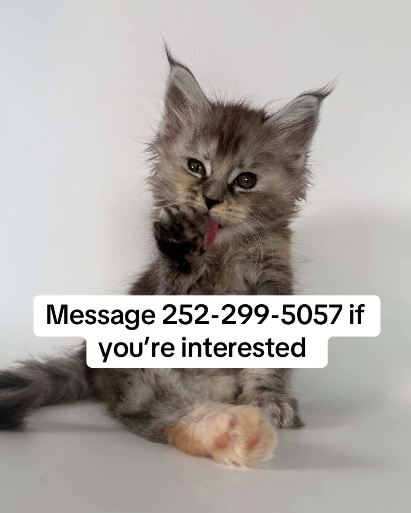 @blackkitties