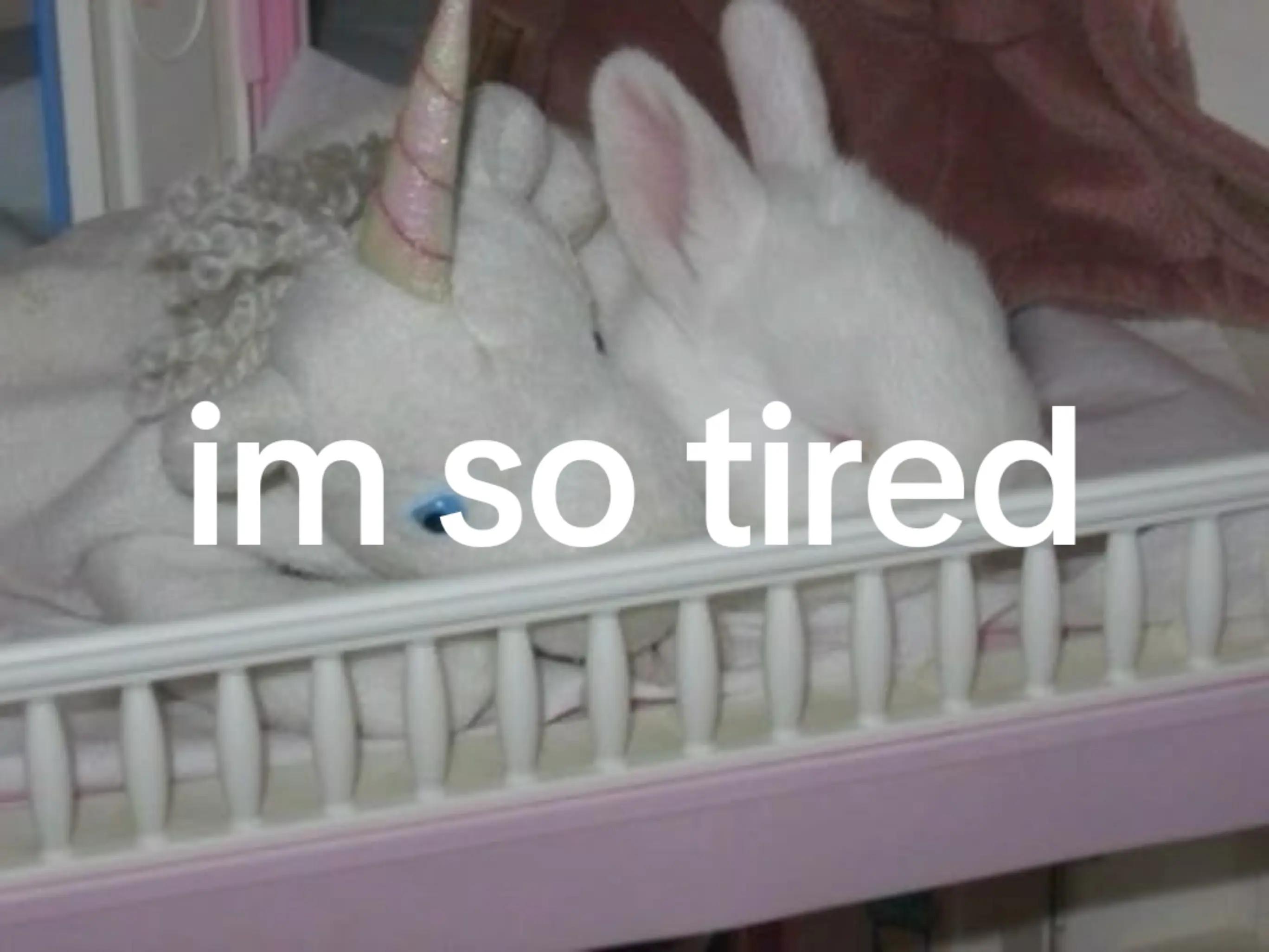 @bunny