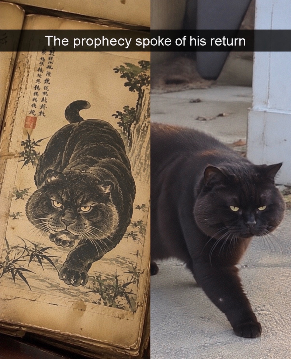 @cat memes