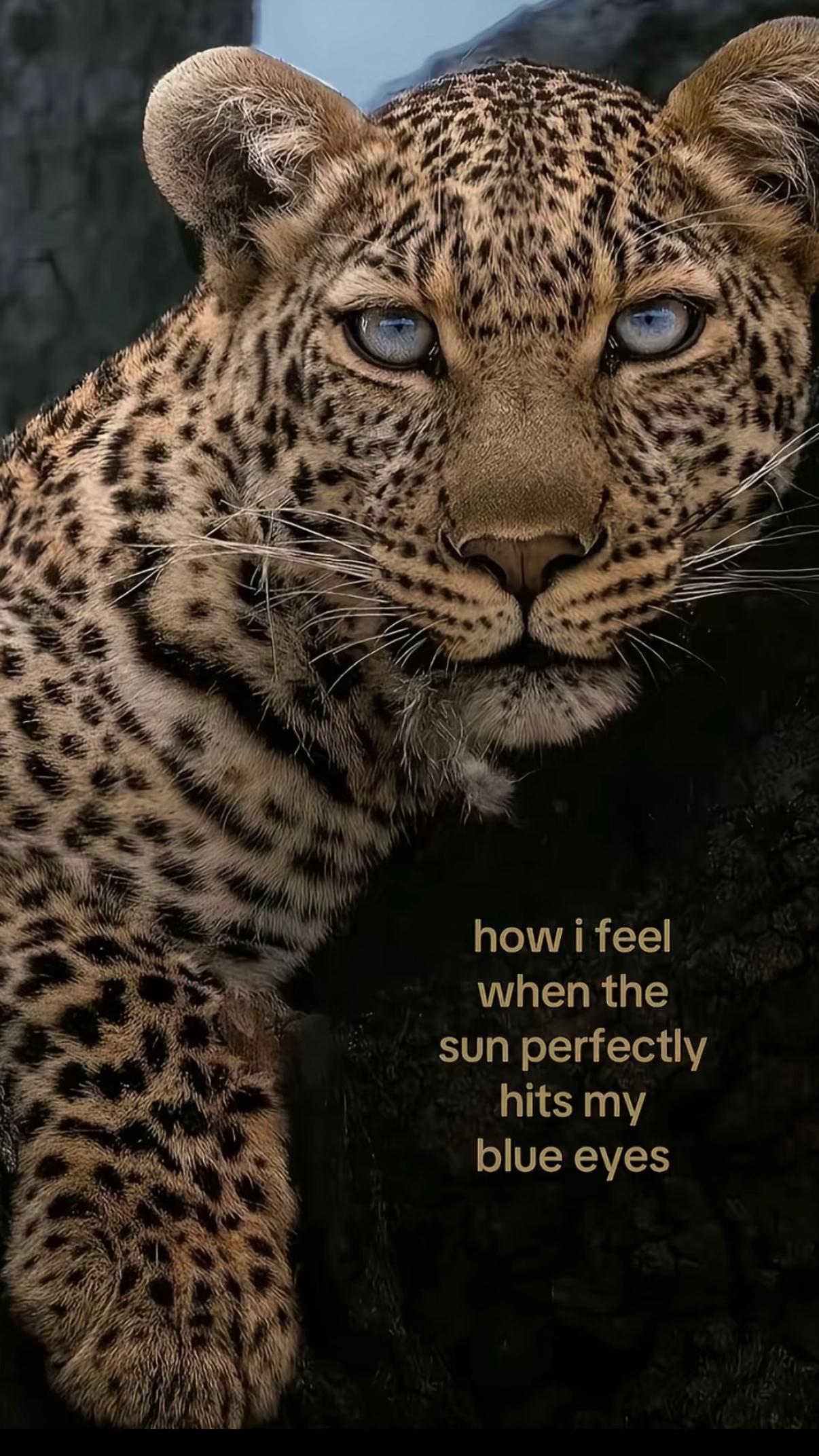 @andjela