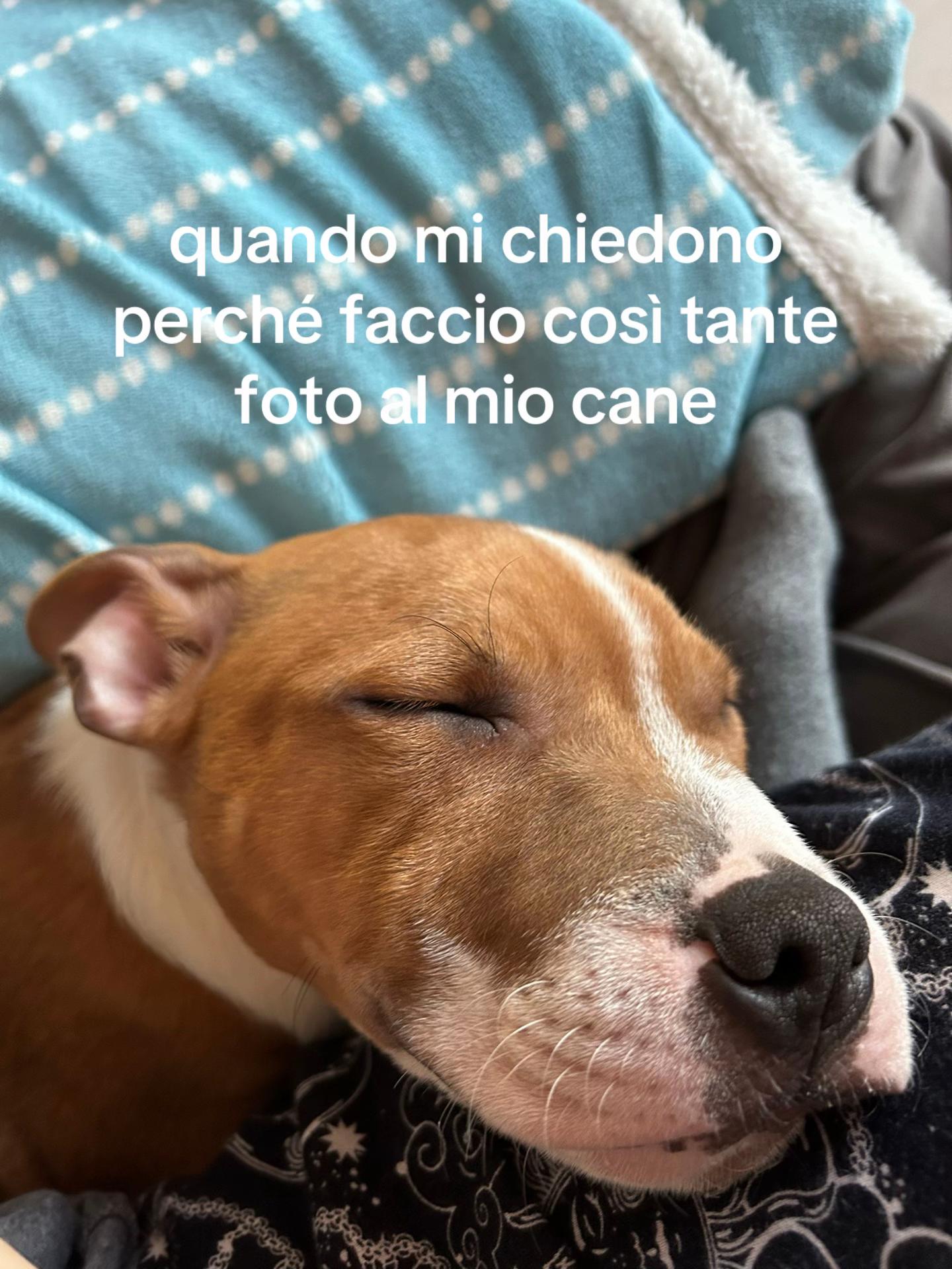 @siamobravecomeilpane