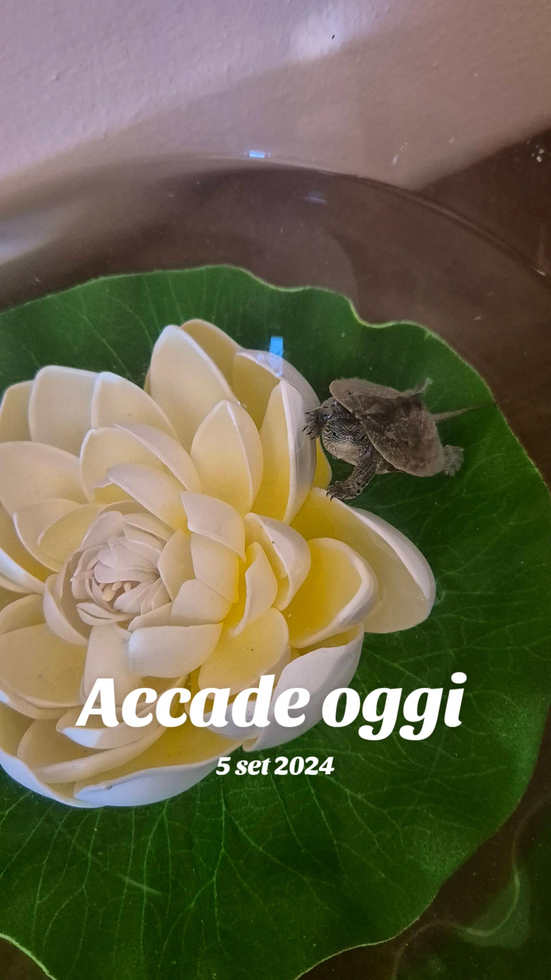 @Francesca Cubeddu1
