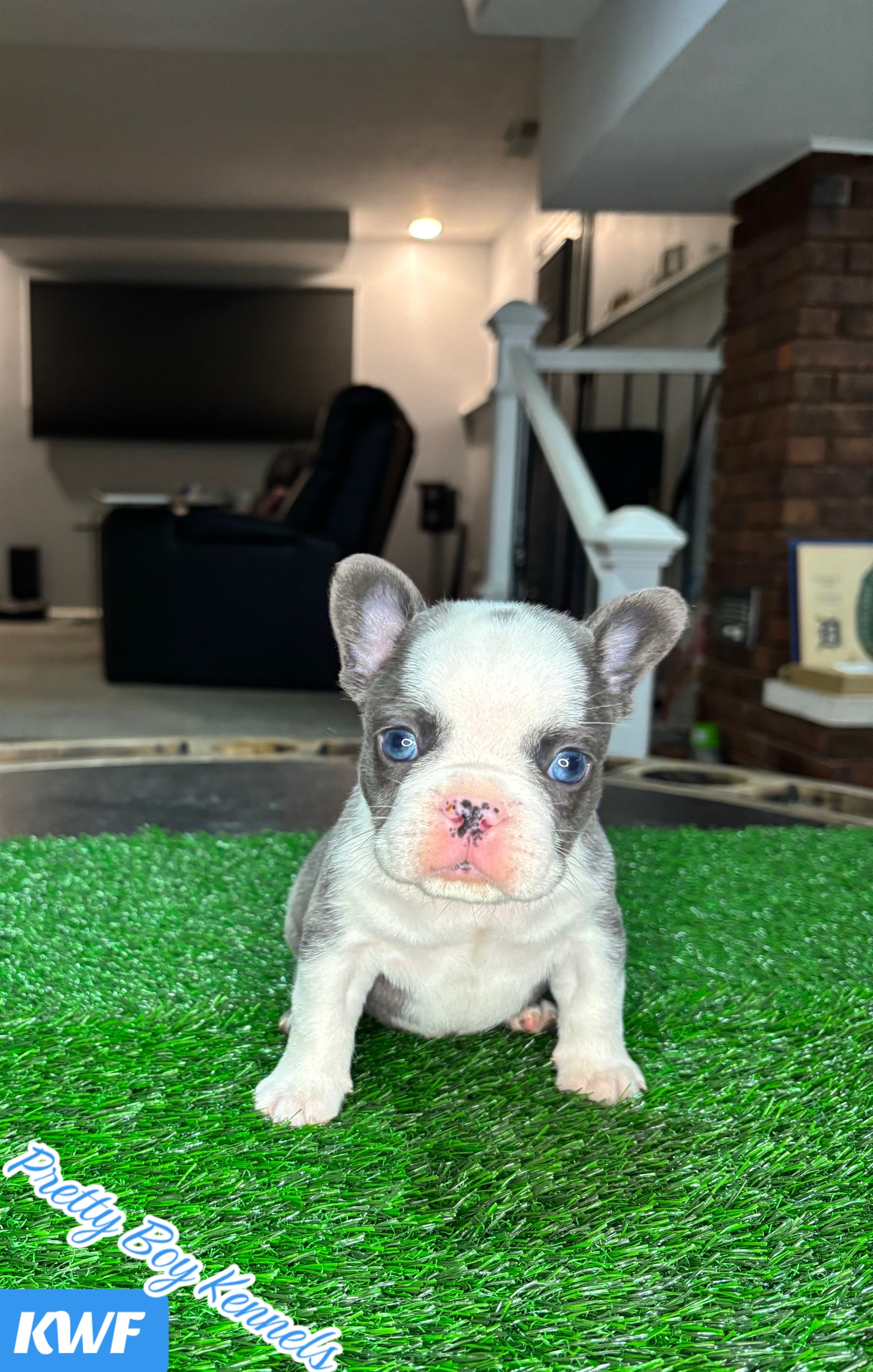 @prettyboykennels