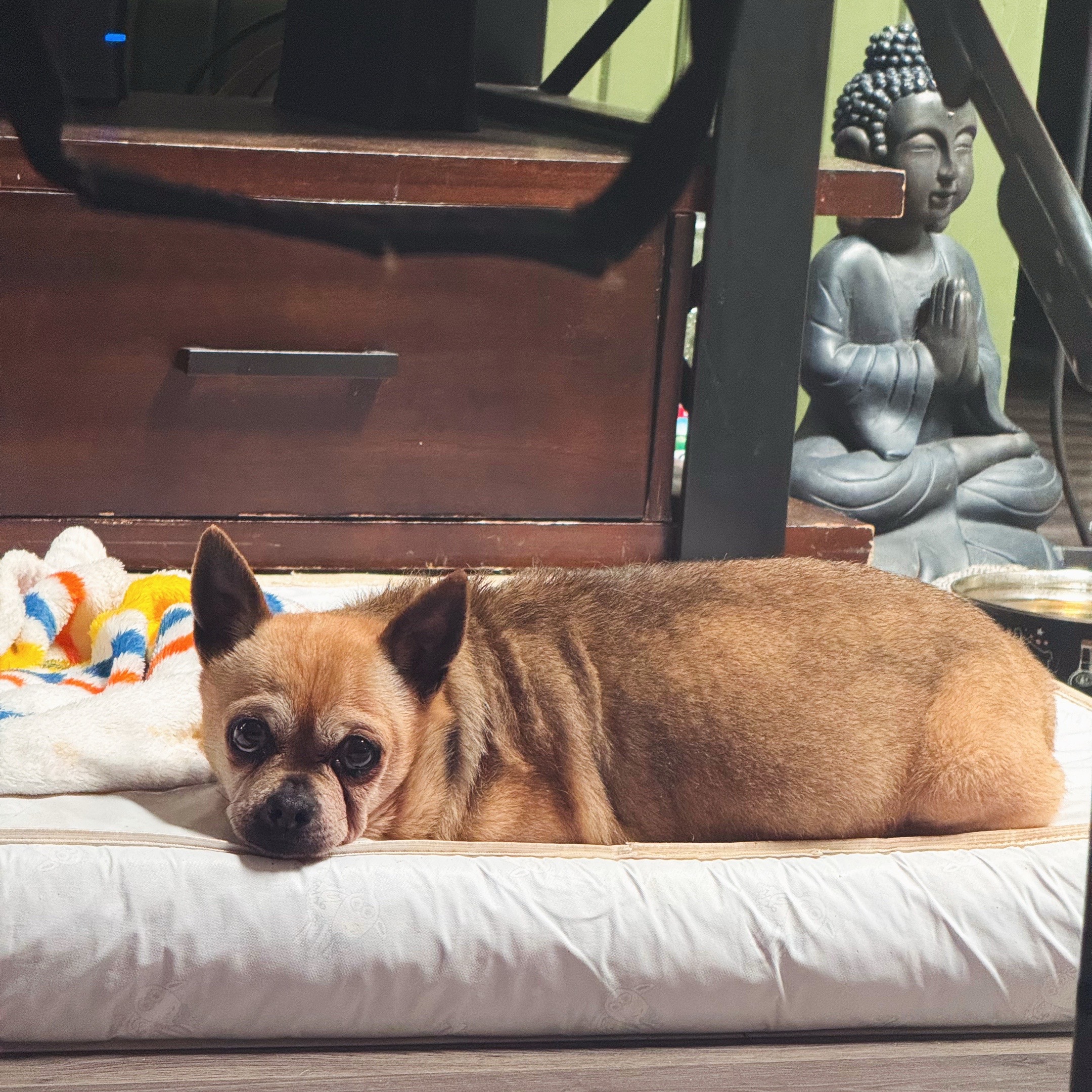 @TurboRoo the 2Legged Chihuahua