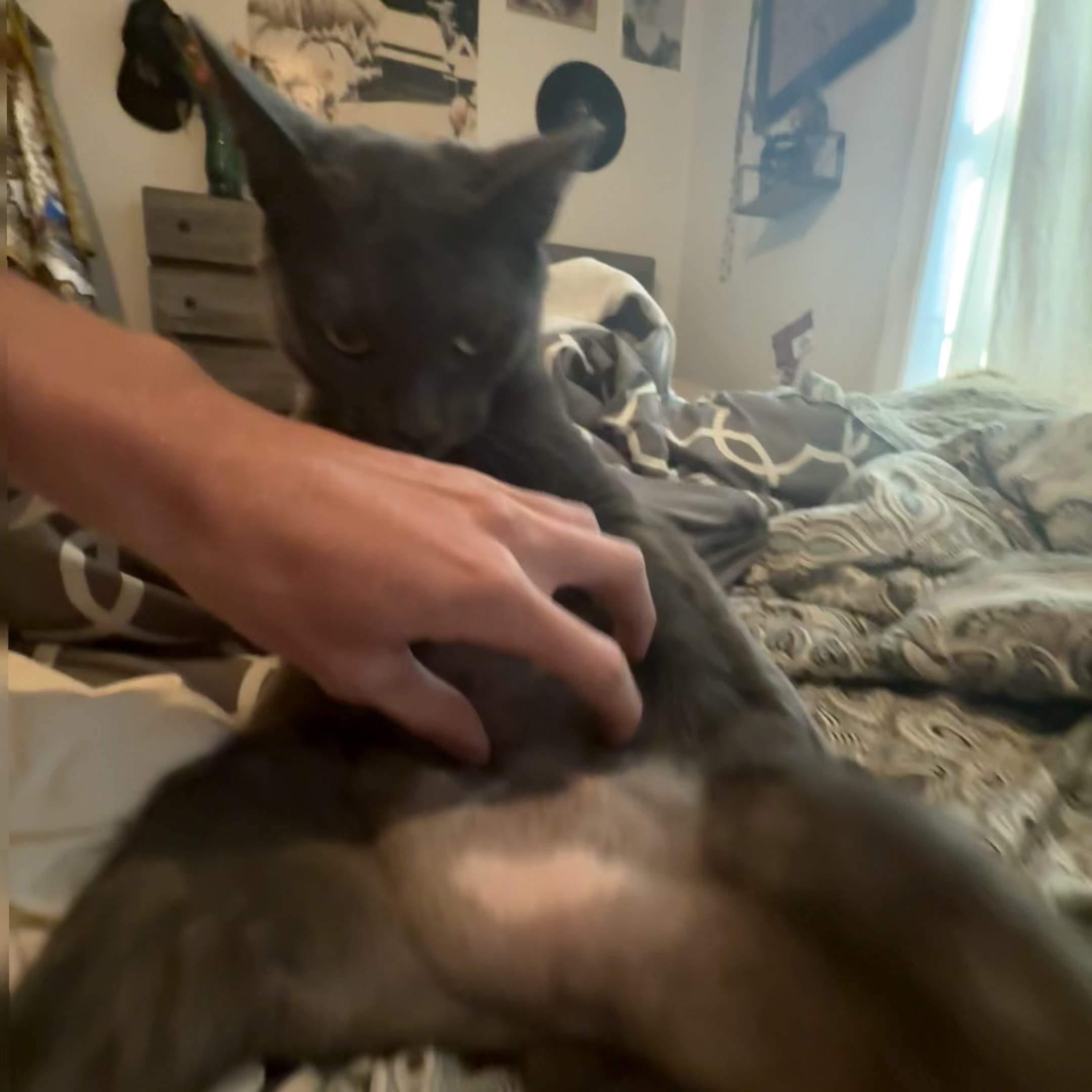 @𑣲gen