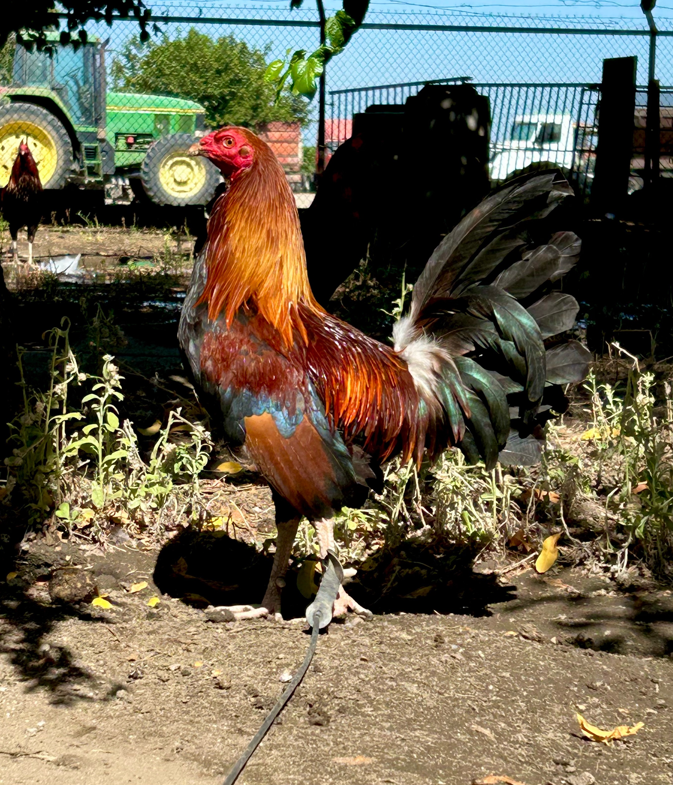 @Villarreal Farm