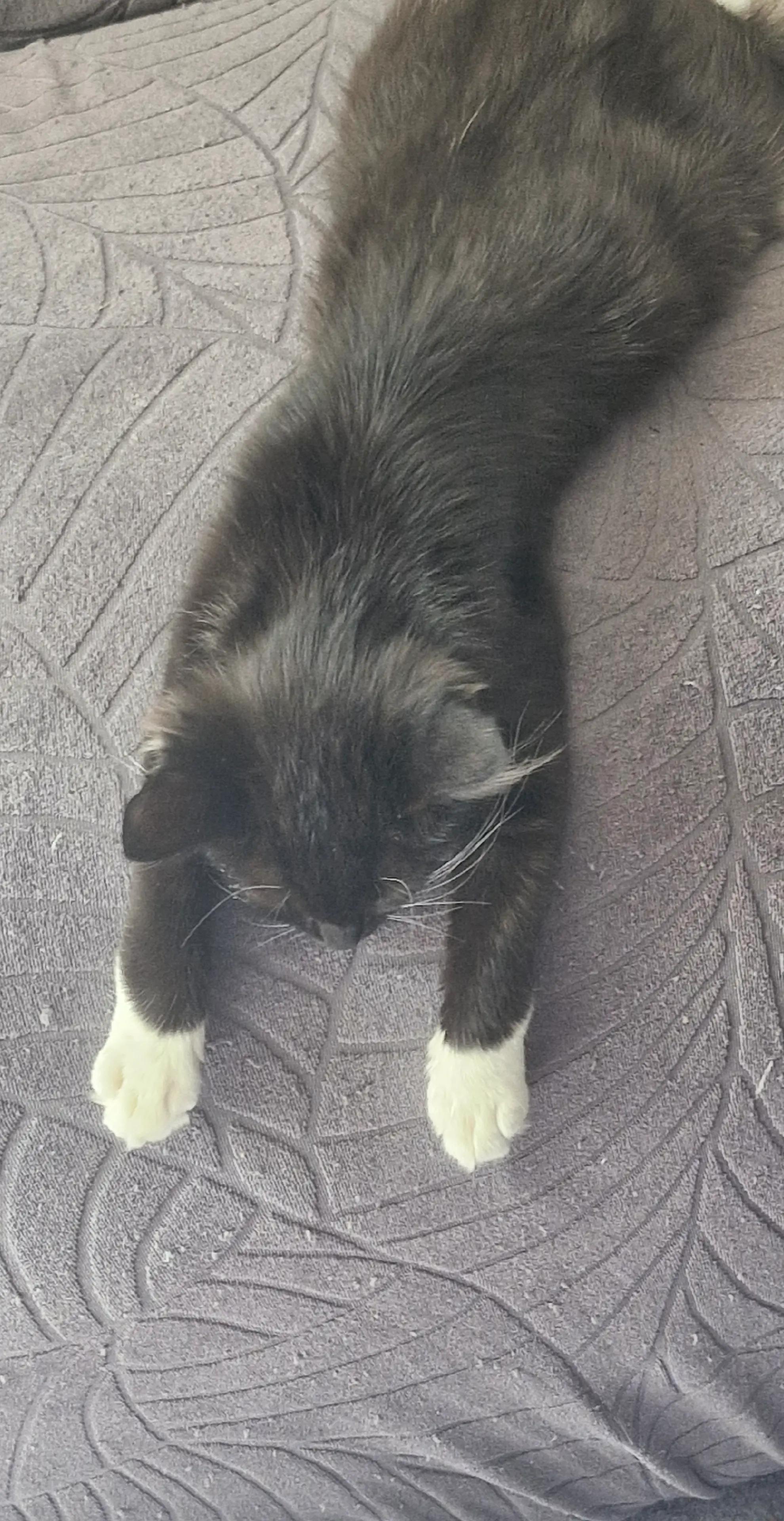 @sk cat mummy