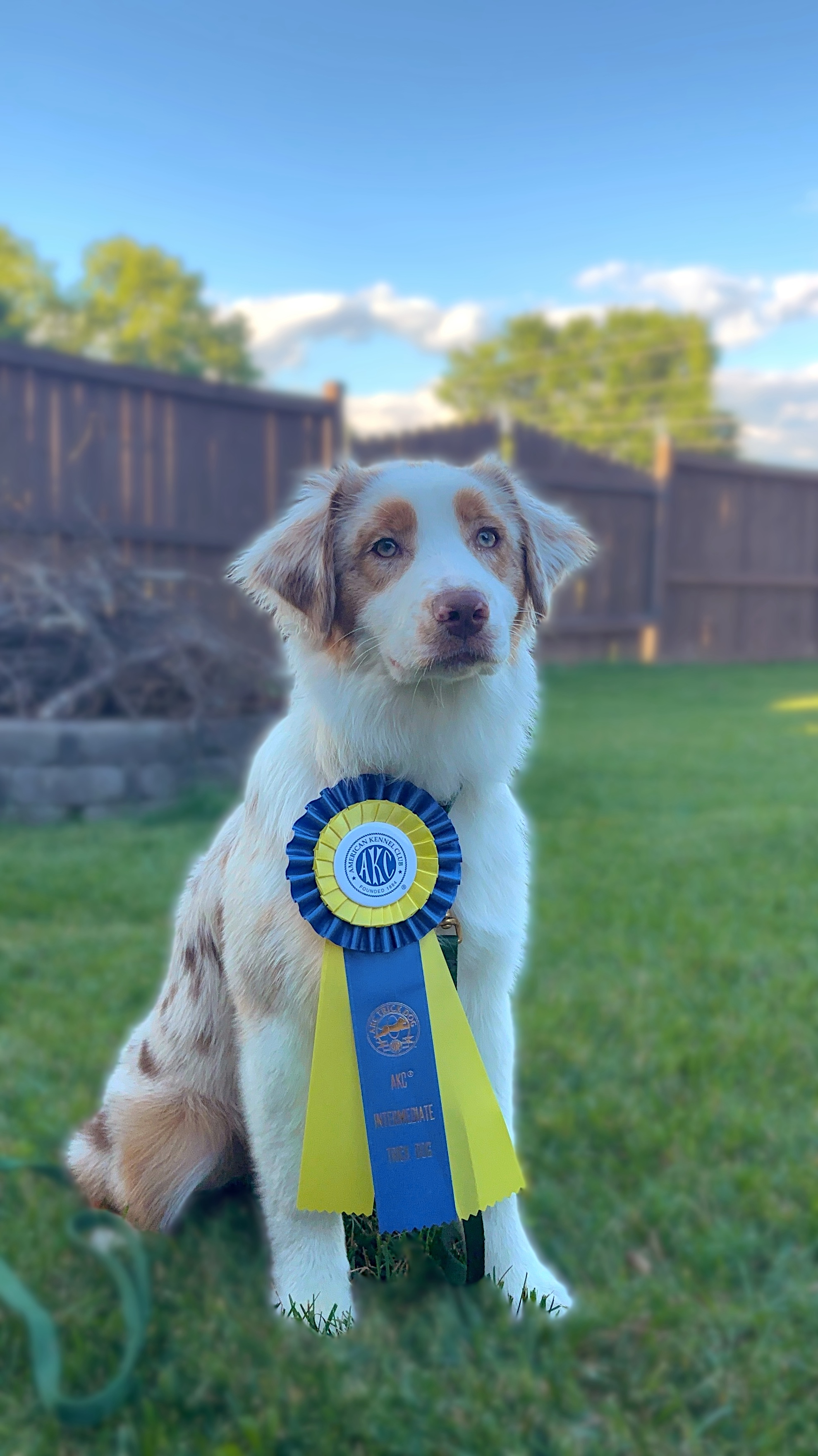 @Beck | Kentucky Dog Trainer