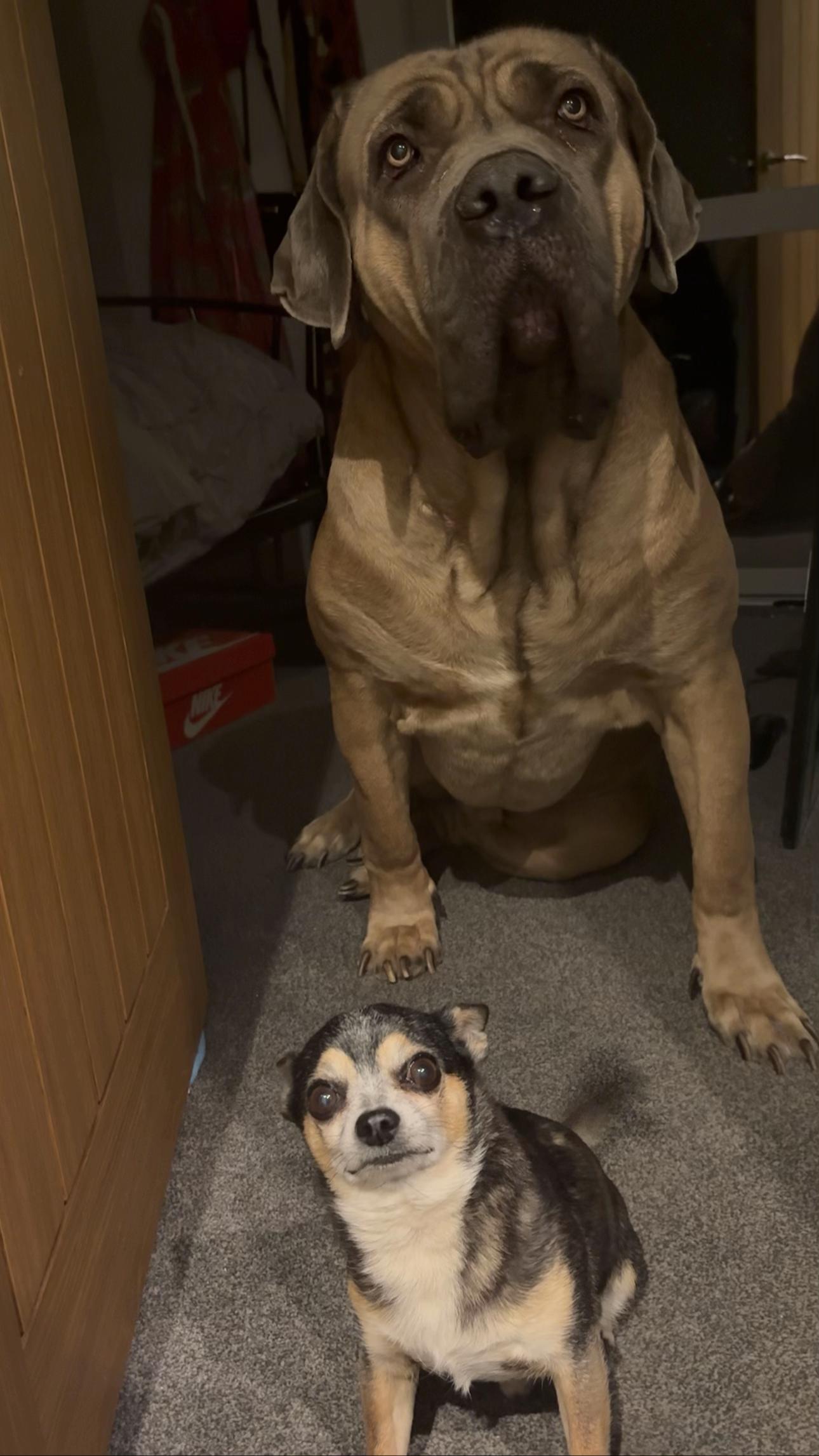 @Uk_dogs.