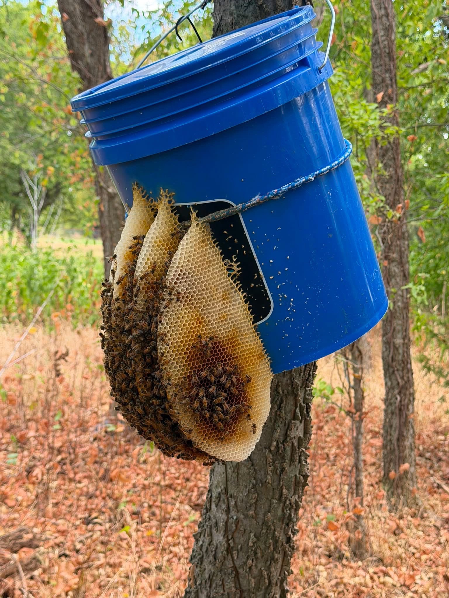 @Mentally ill beekeeper