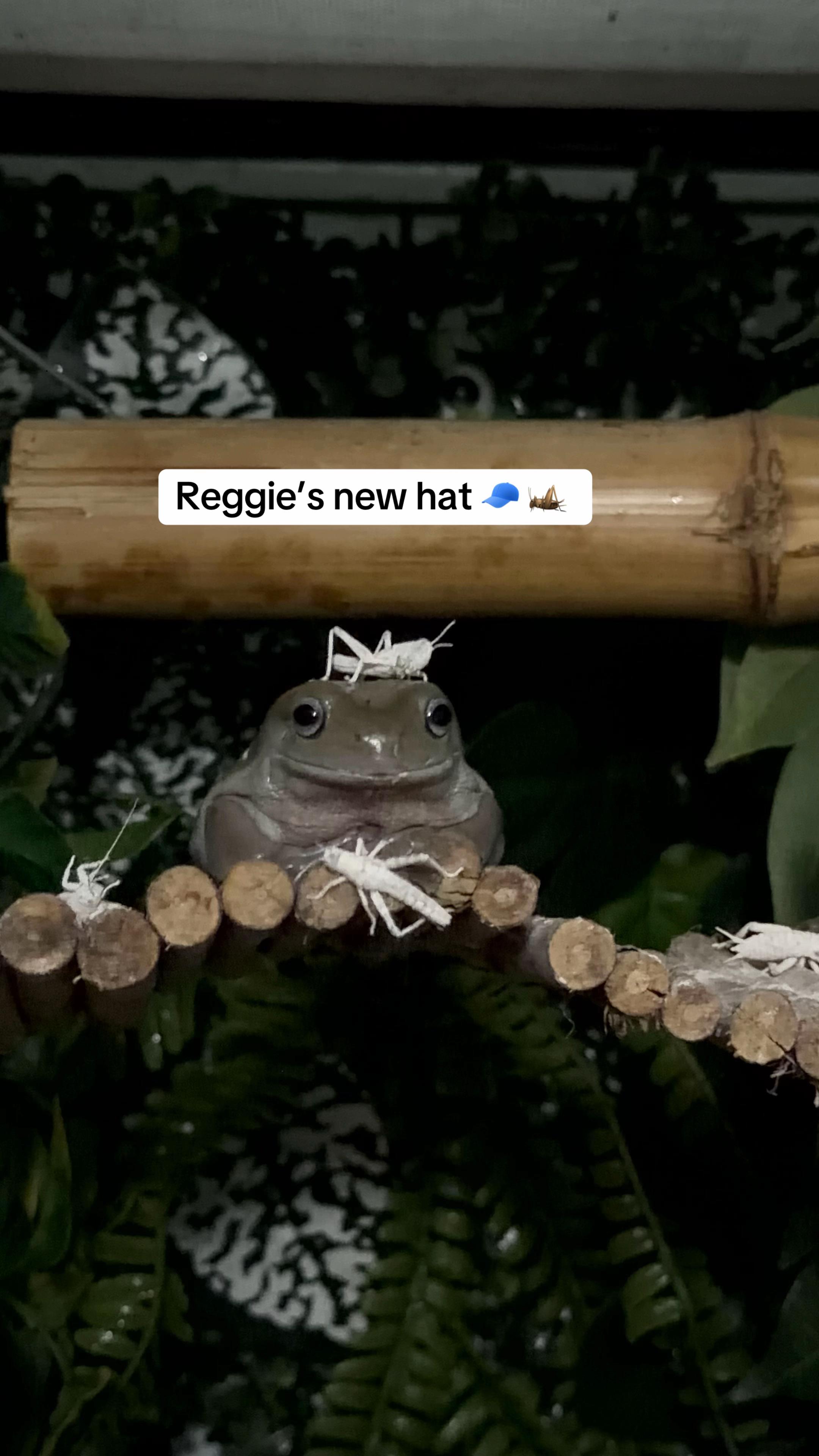 @frogsandoddities