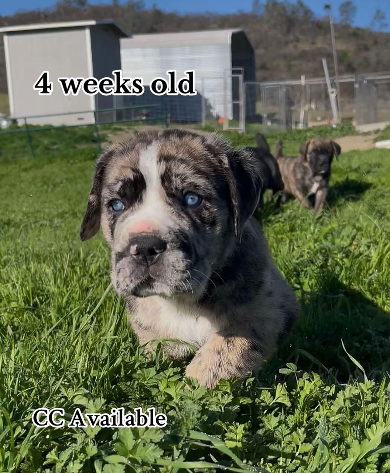 @North America Mastiff Founder