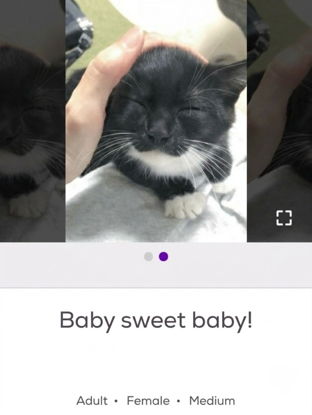 @cat memes