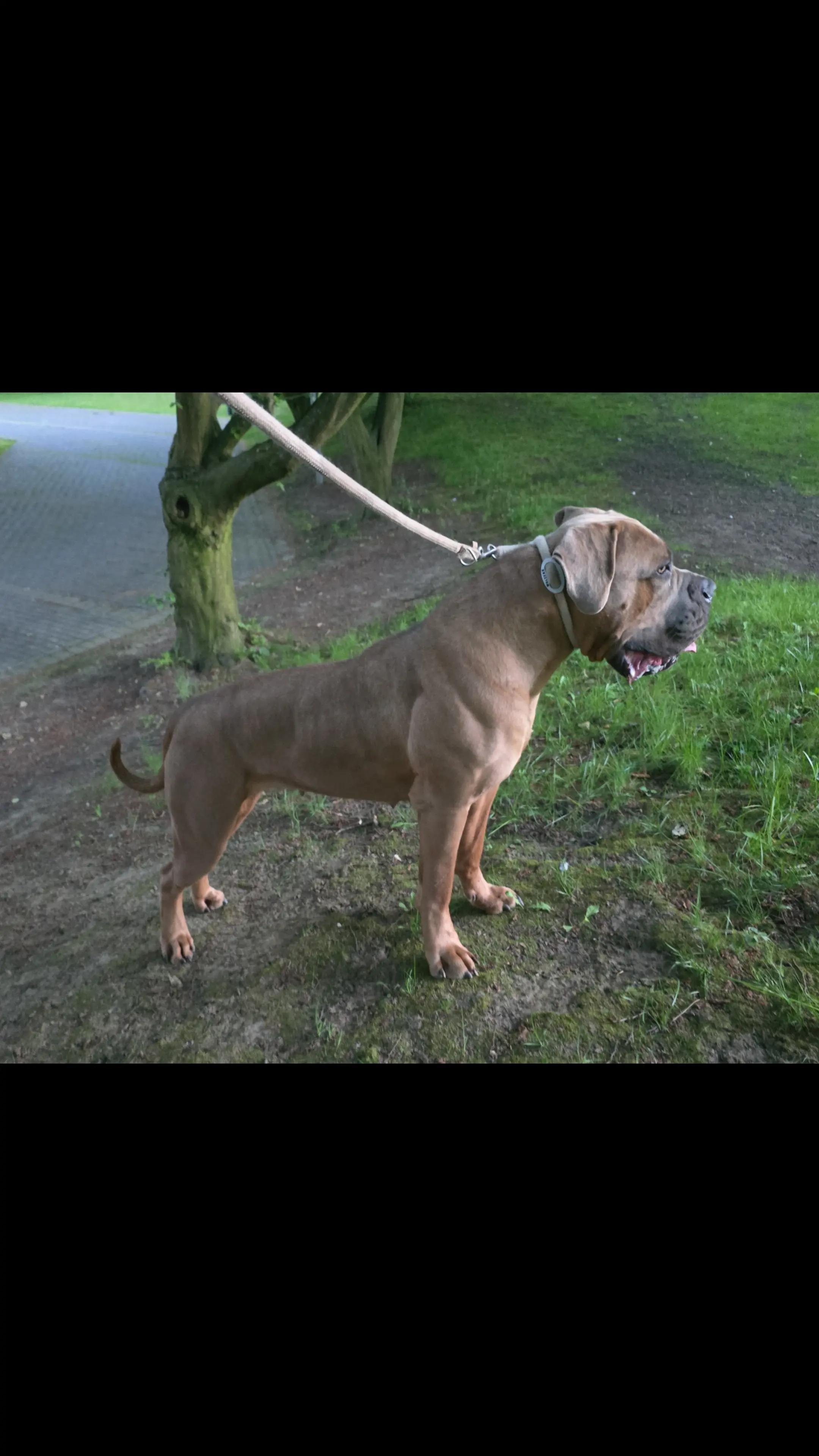 @canecorsodortmund
